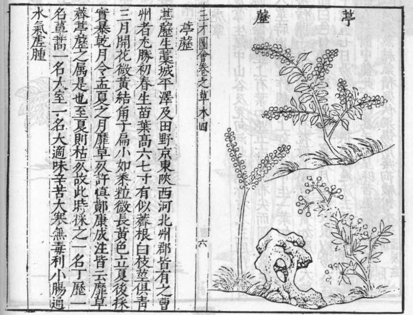 삼재도회 정력 정력.jpg