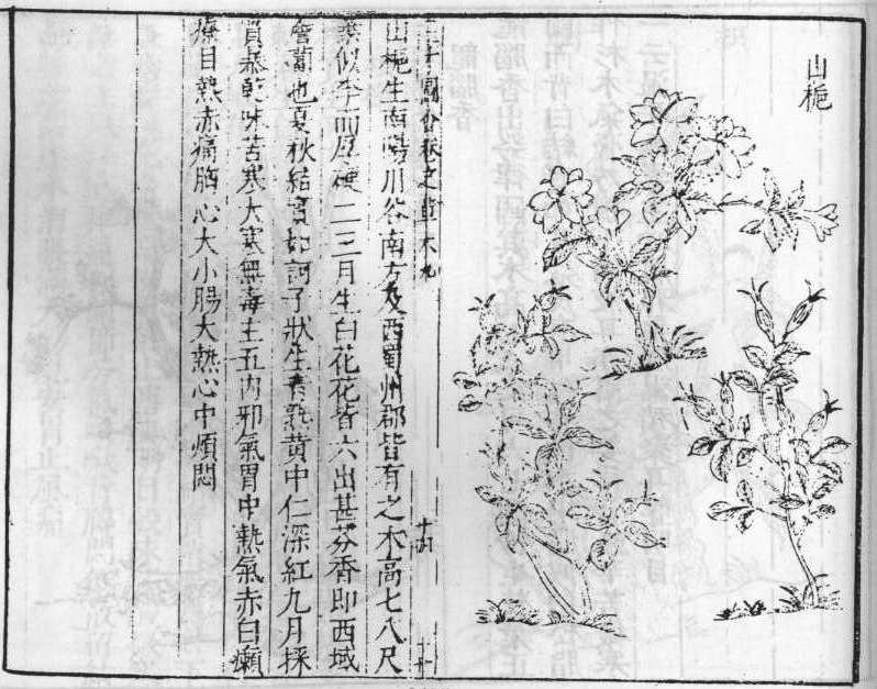 삼재도회 치자 치자.jpg