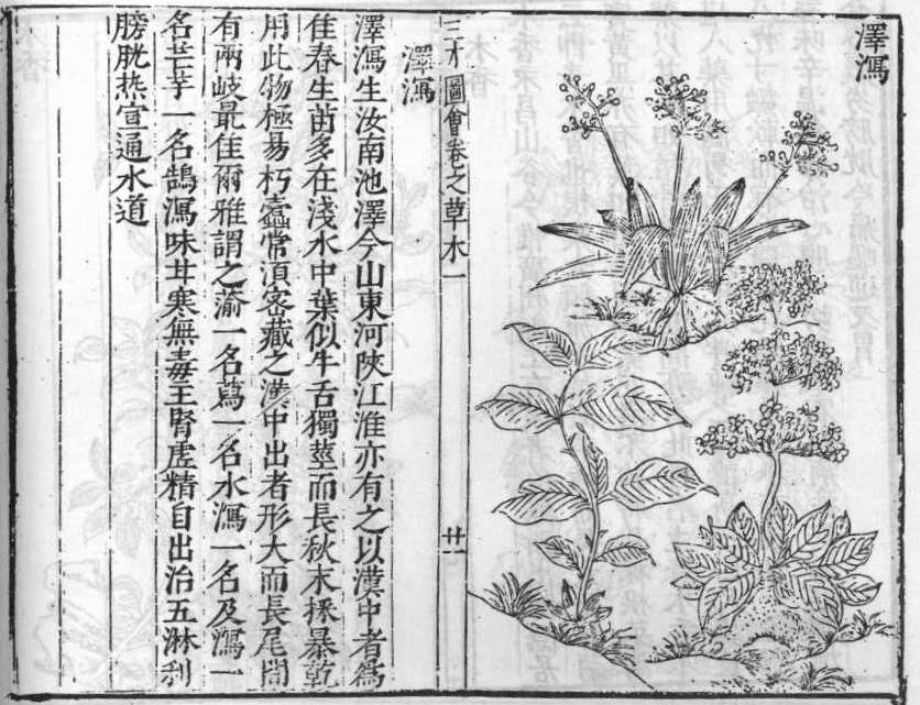 삼재도회 택사 택사.jpg