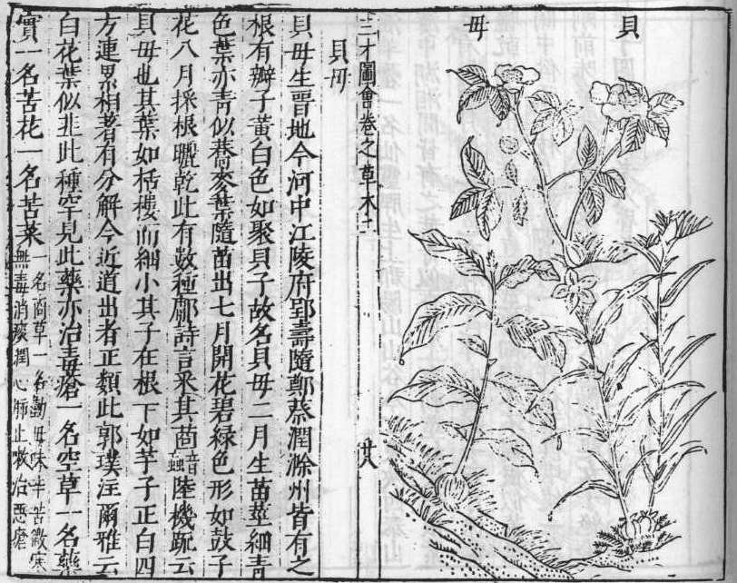 삼재도회 패모 패모.jpg