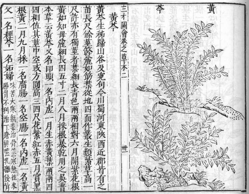 삼재도회 황금 황금.jpg