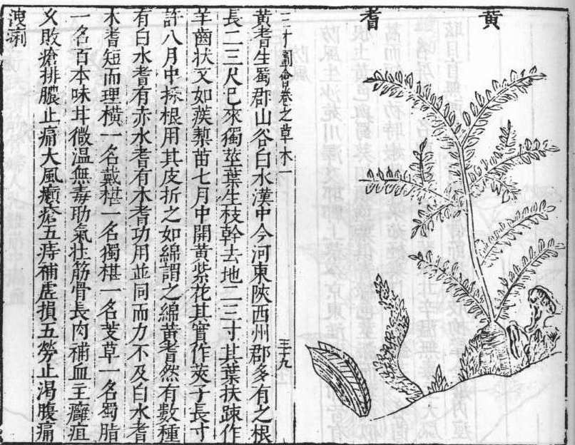 삼재도회 황기 황기.jpg