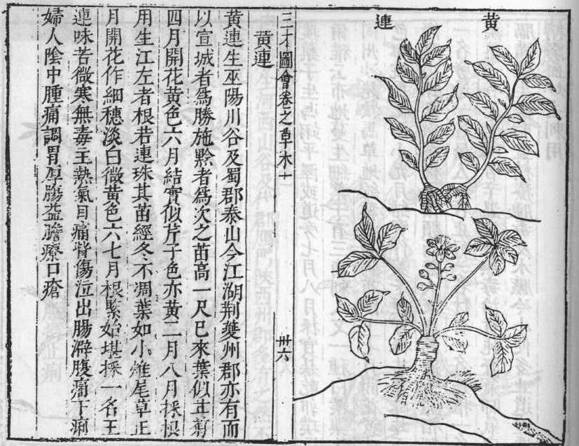 삼재도회 황련 황련.jpg