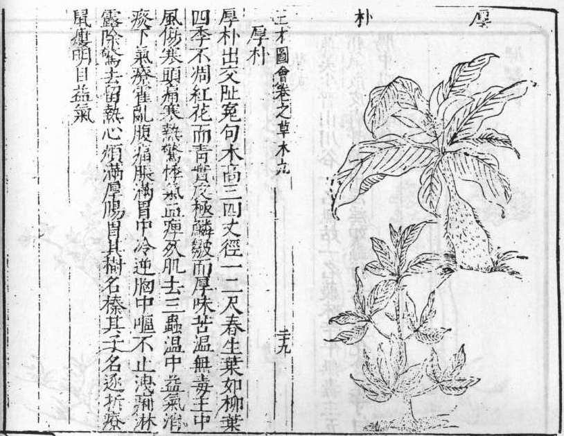 삼재도회 후박 후박.jpg