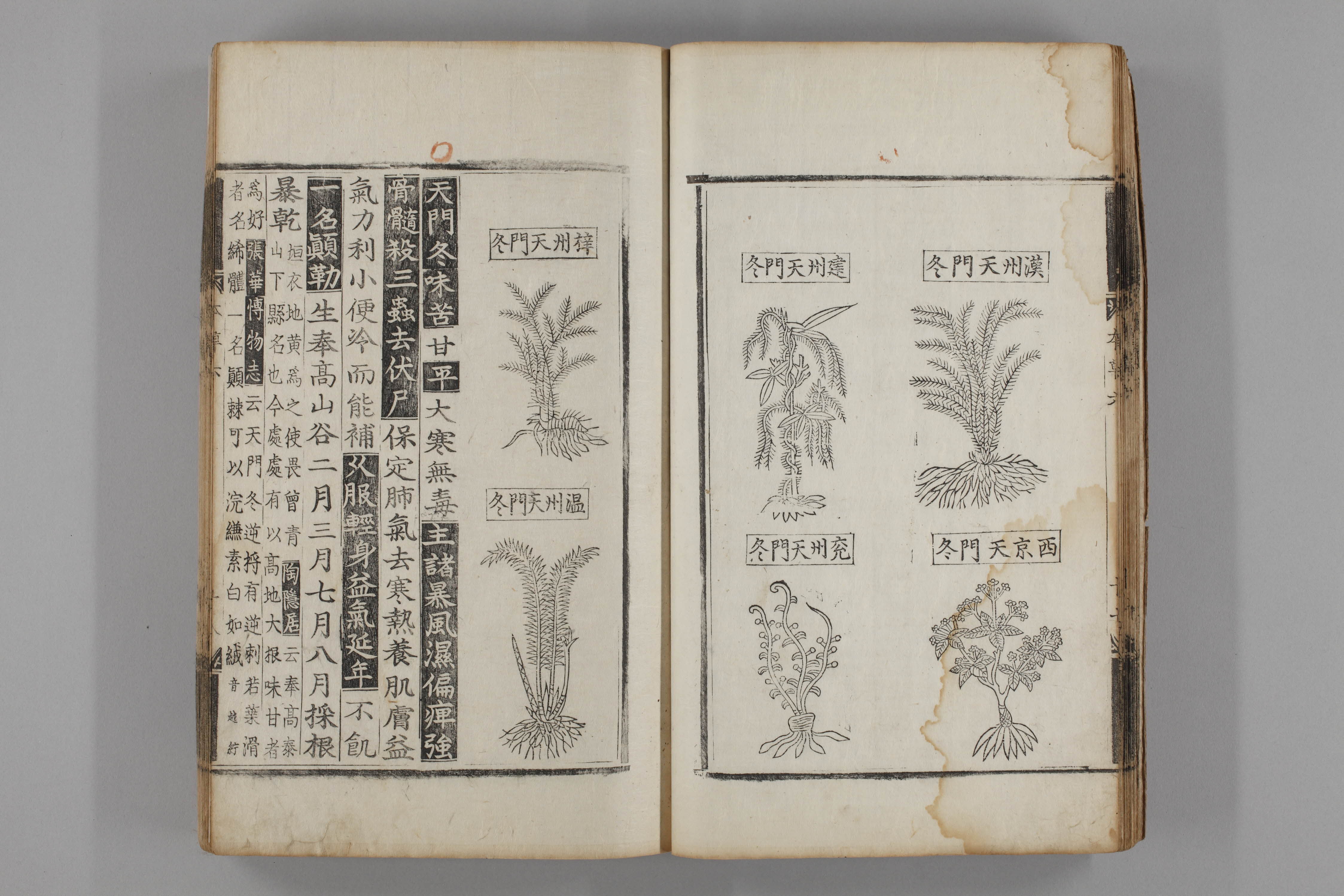 증류본초 천문동 0007-0019_천문동.jpg