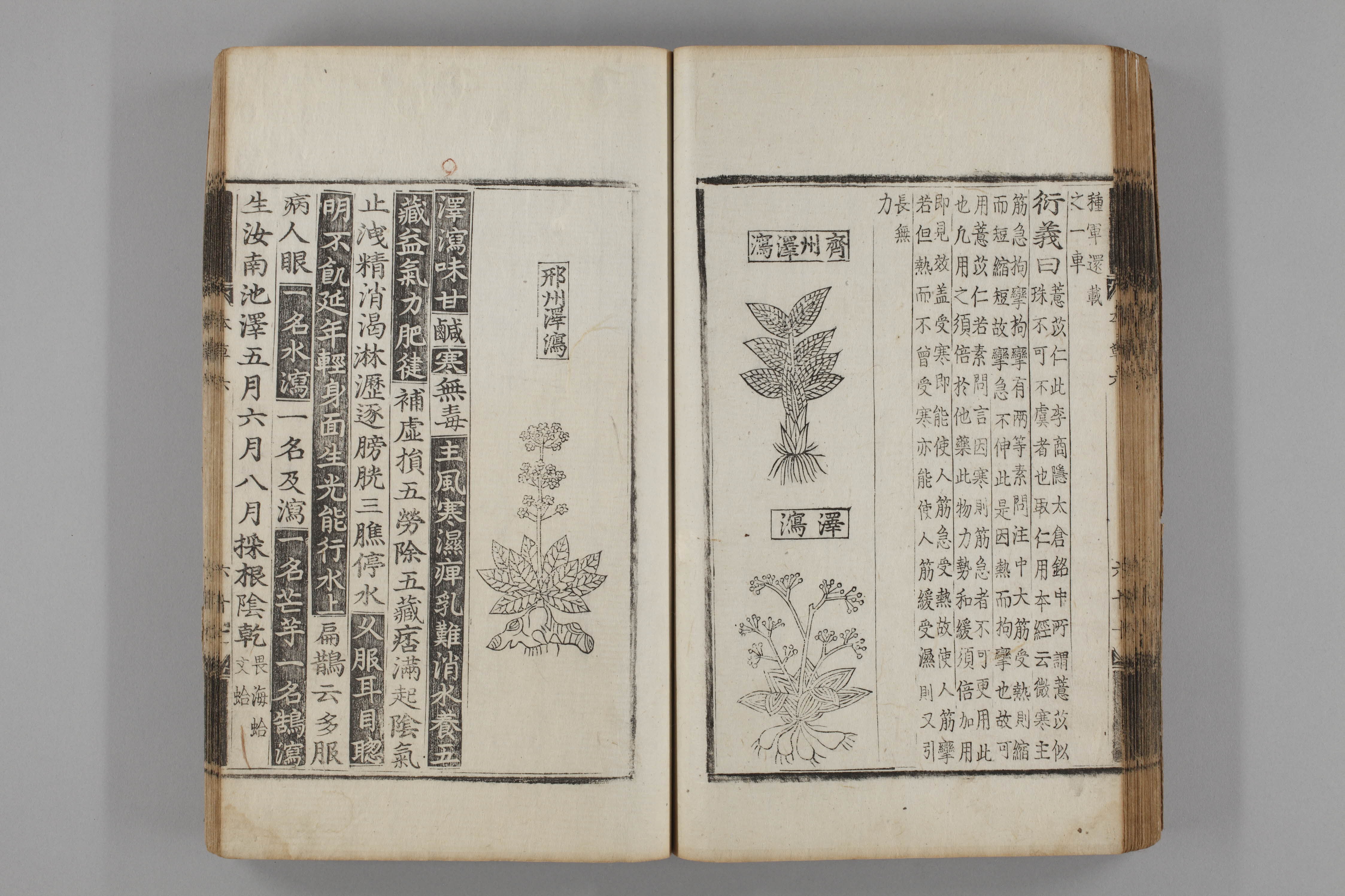 증류본초 택사 0007-0063_택사.jpg