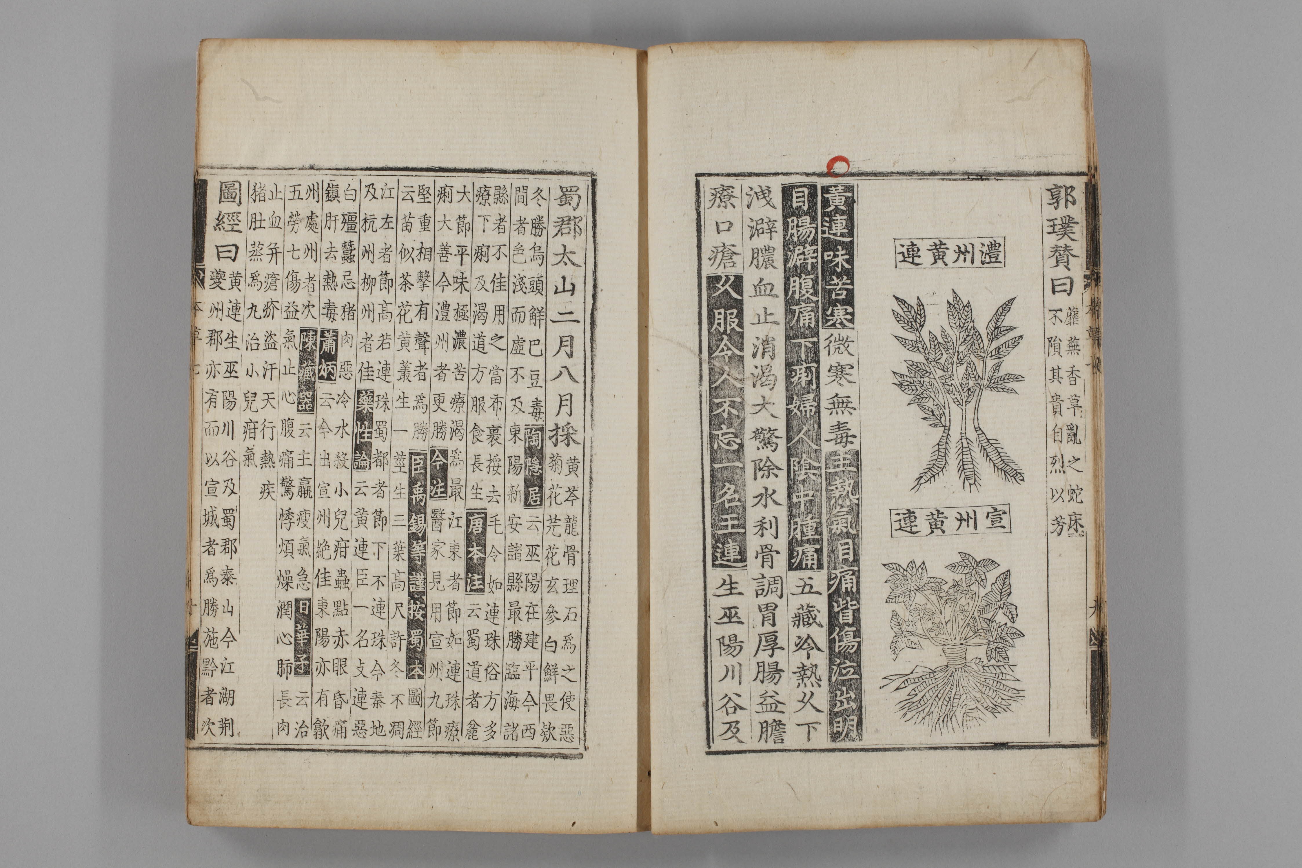 증류본초 황련 0008-0011_황련.jpg