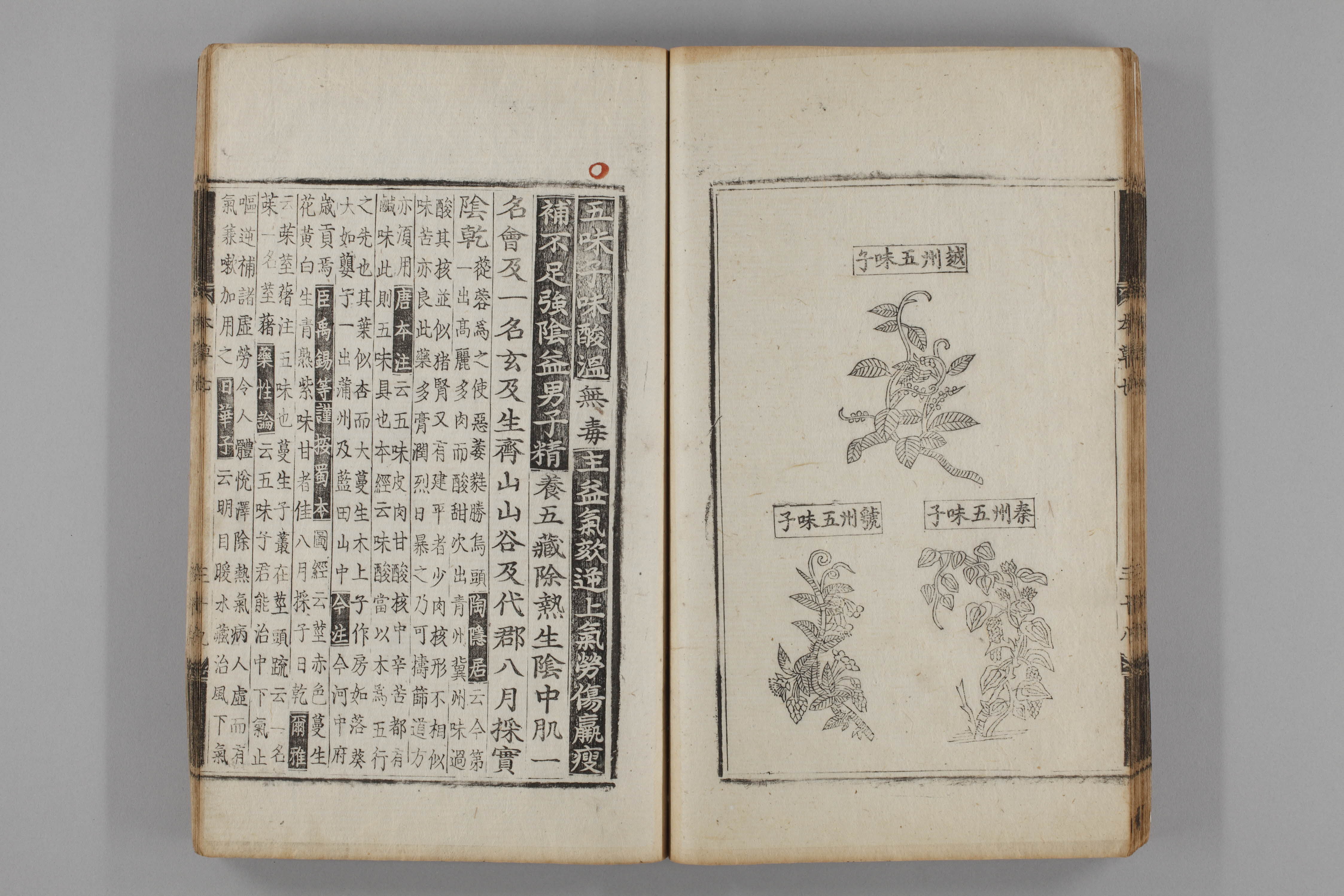 증류본초 오미자 0008-0040_오미자.jpg