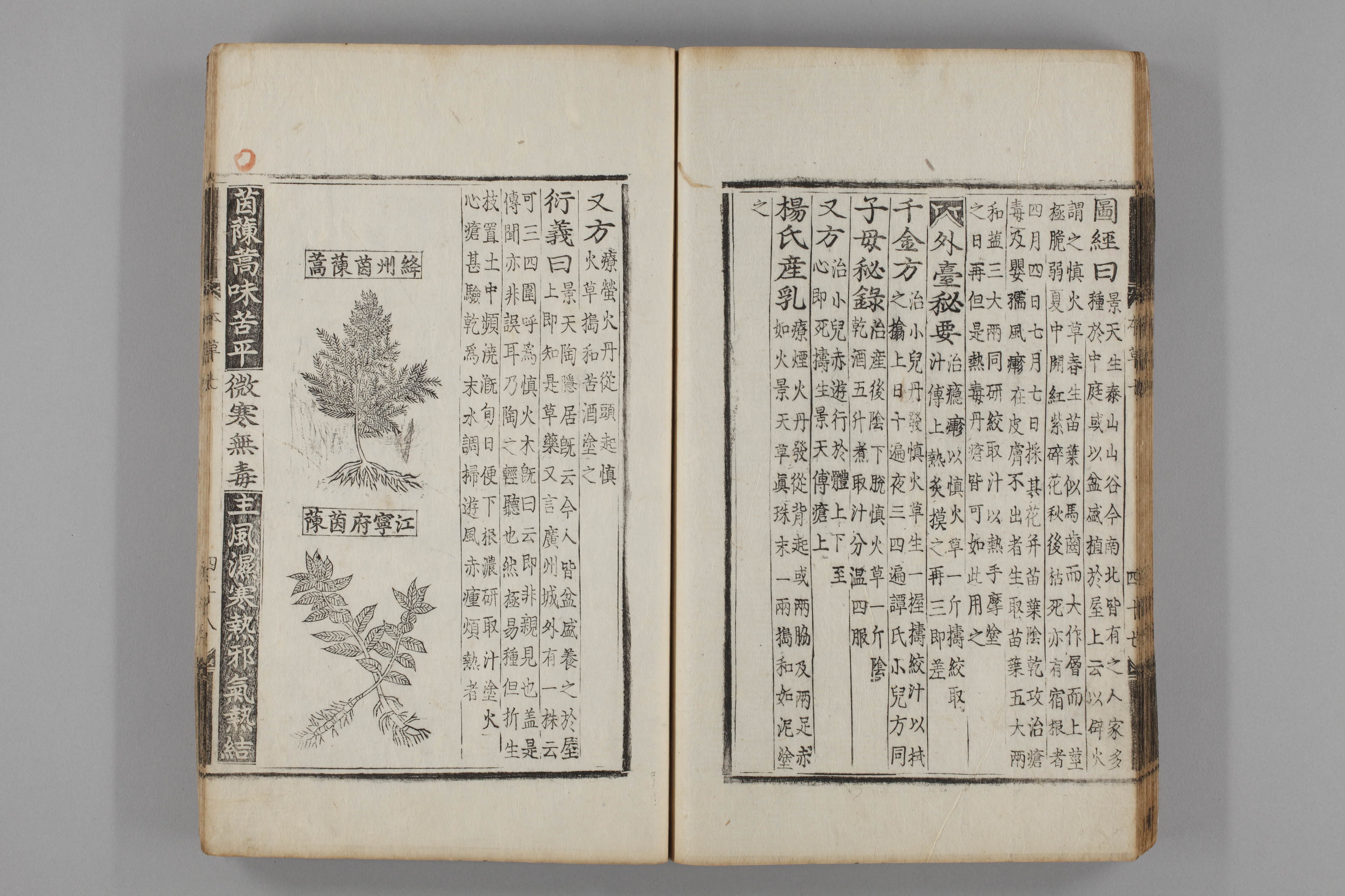 증류본초 인진호 0008-0049_인진호.jpg