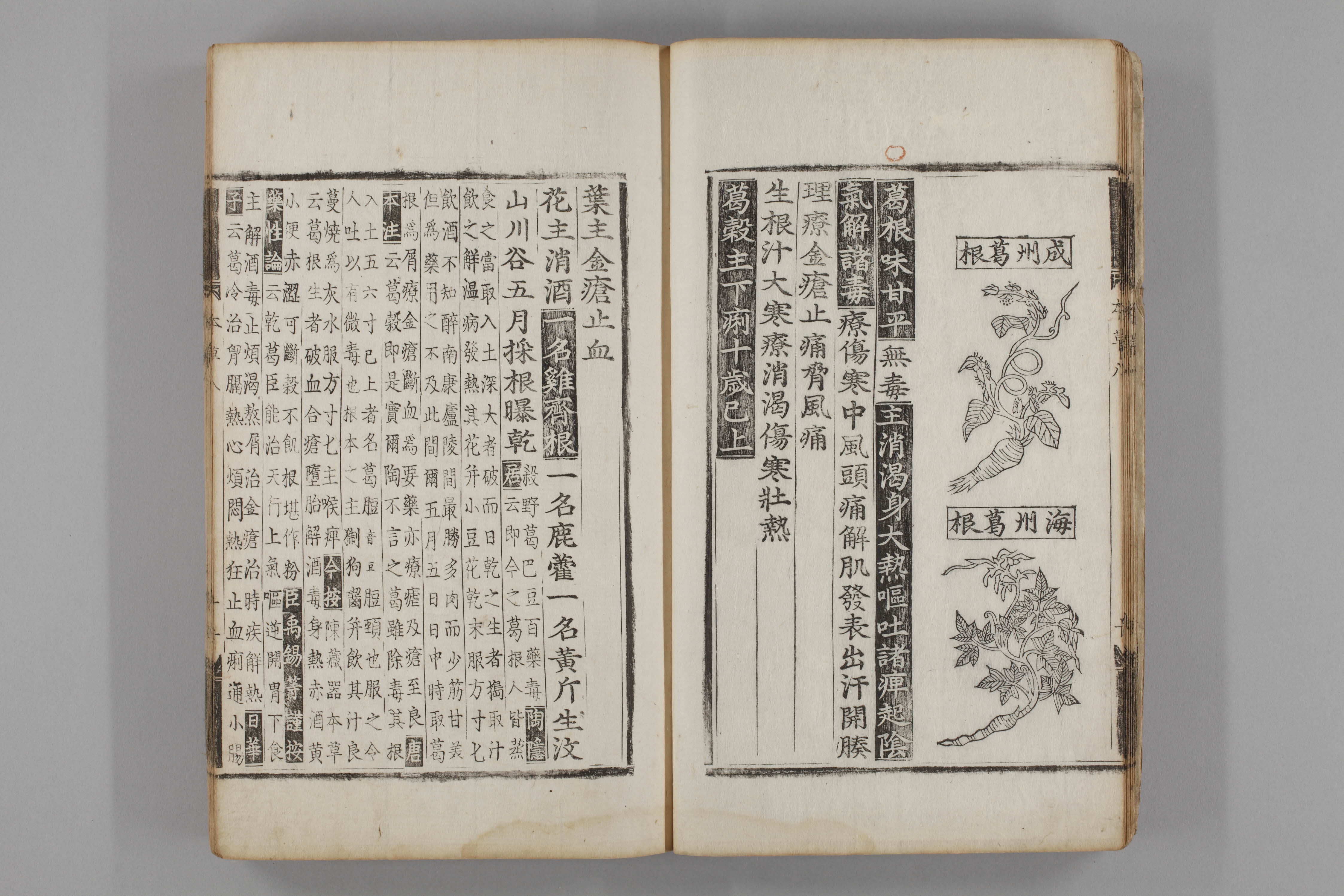 증류본초 갈근 0009-0012_갈근.jpg