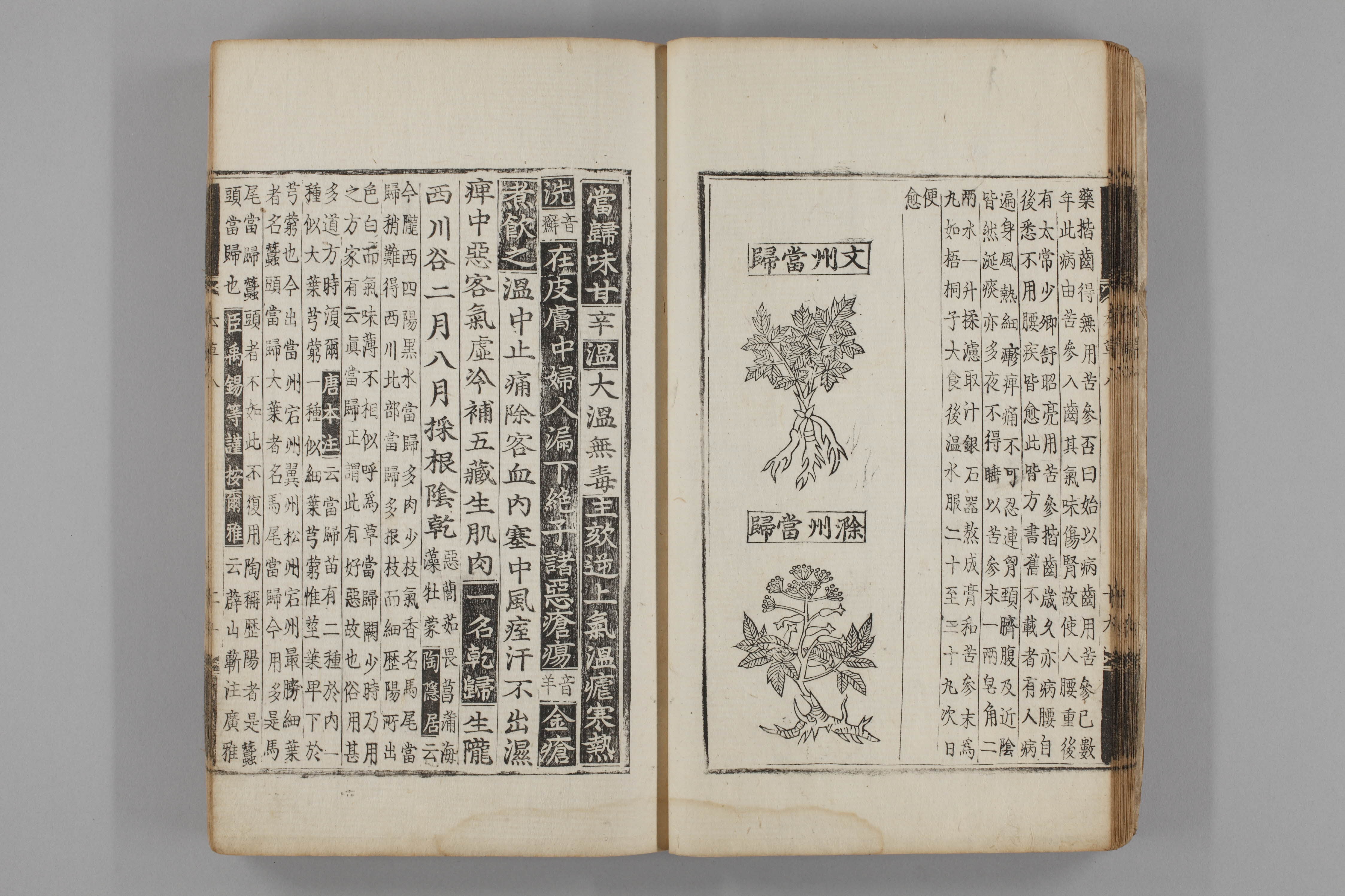 증류본초 당귀 0009-0021_당귀.jpg