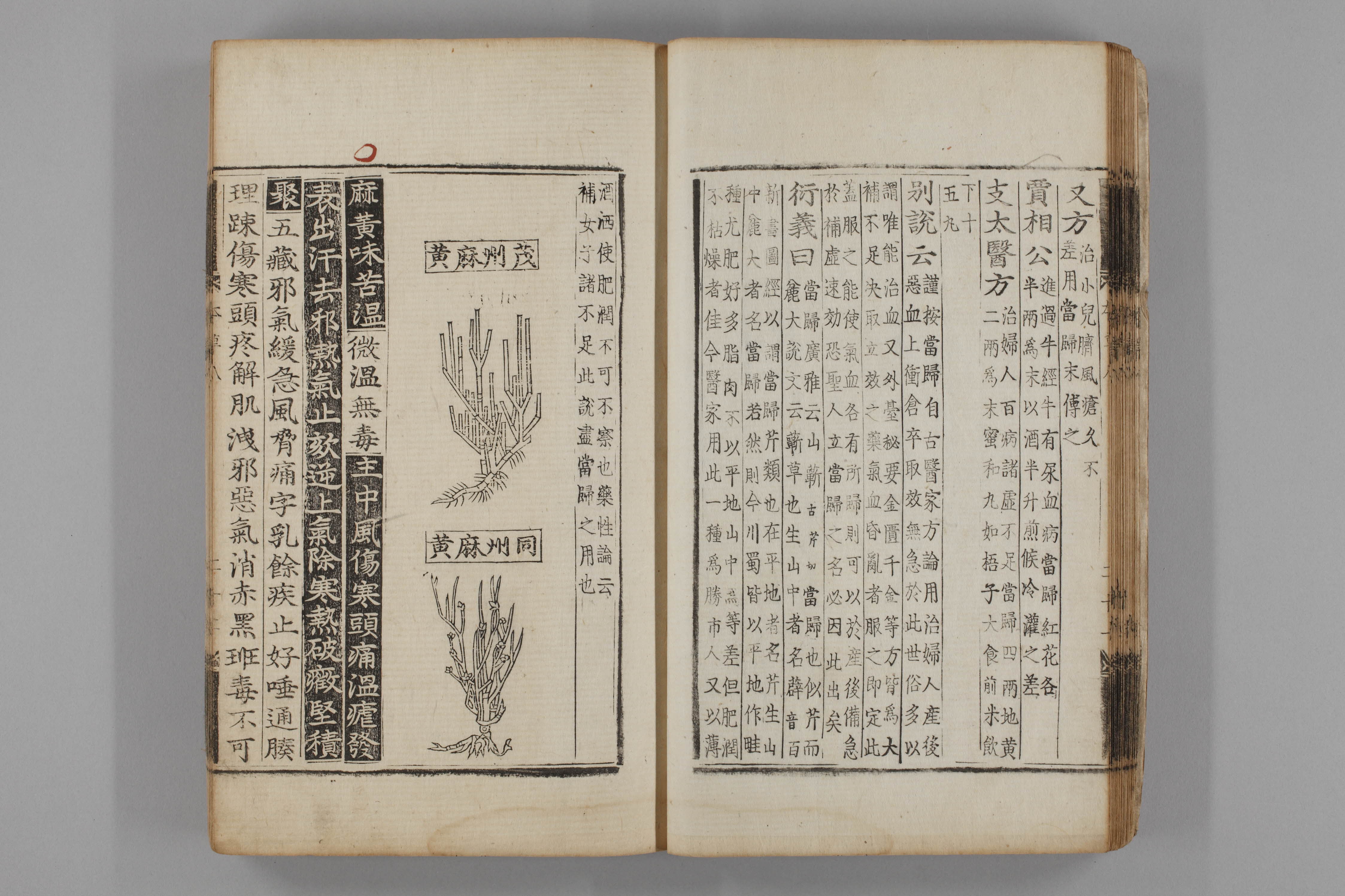 증류본초 마황 0009-0023_마황.jpg