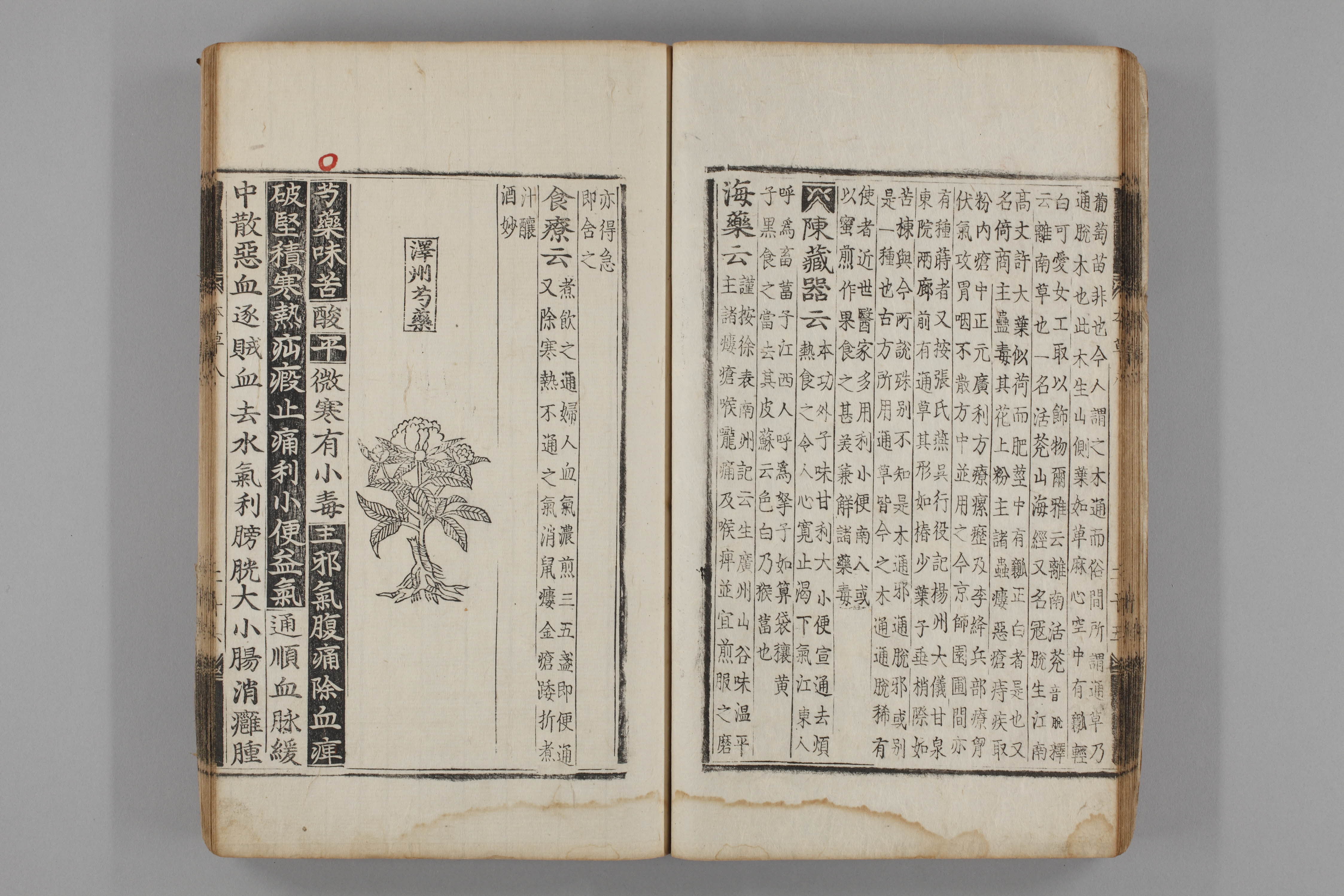 증류본초 작약 0009-0027_작약.jpg