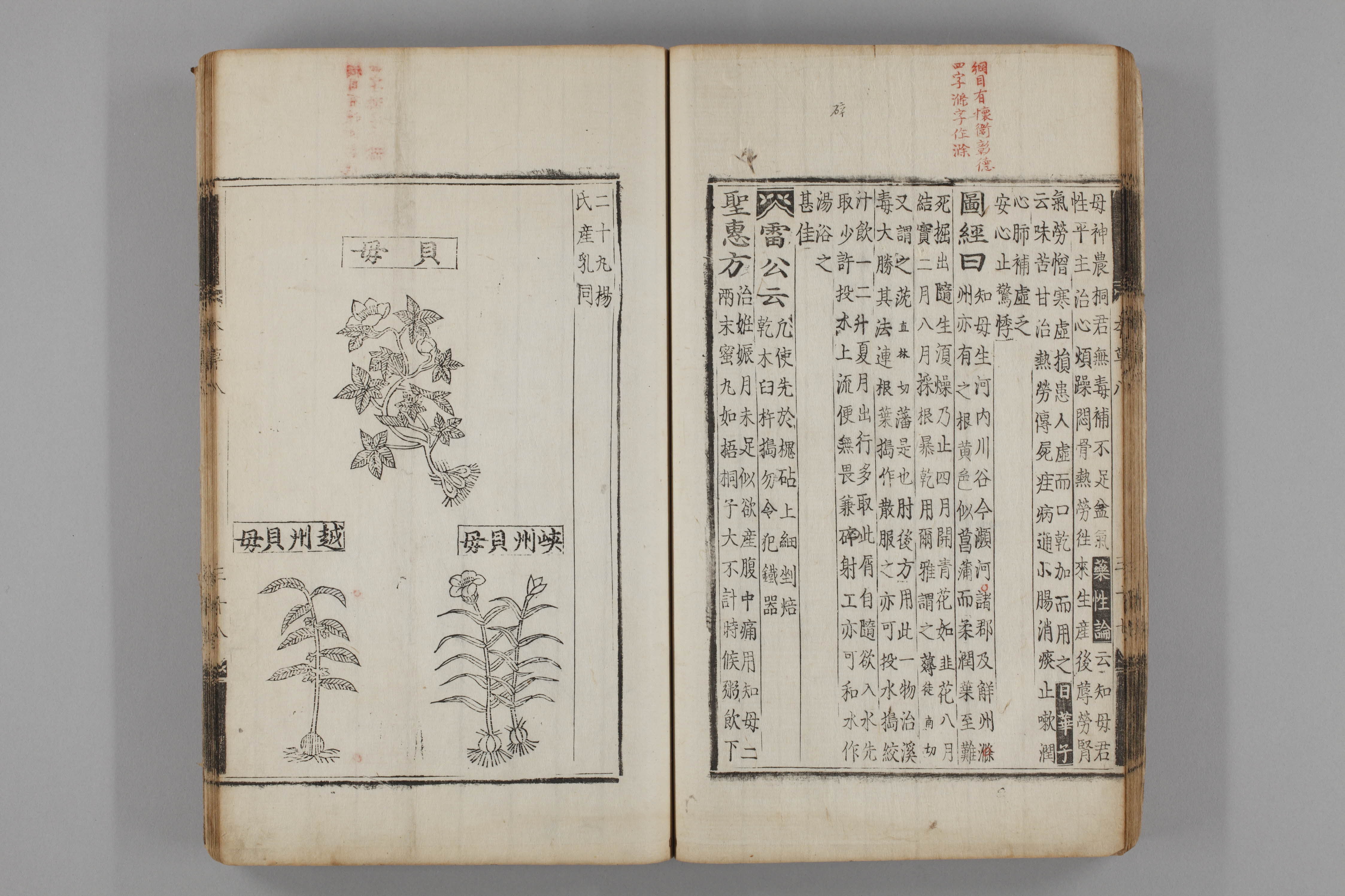 증류본초 패모 0009-0039_패모.jpg