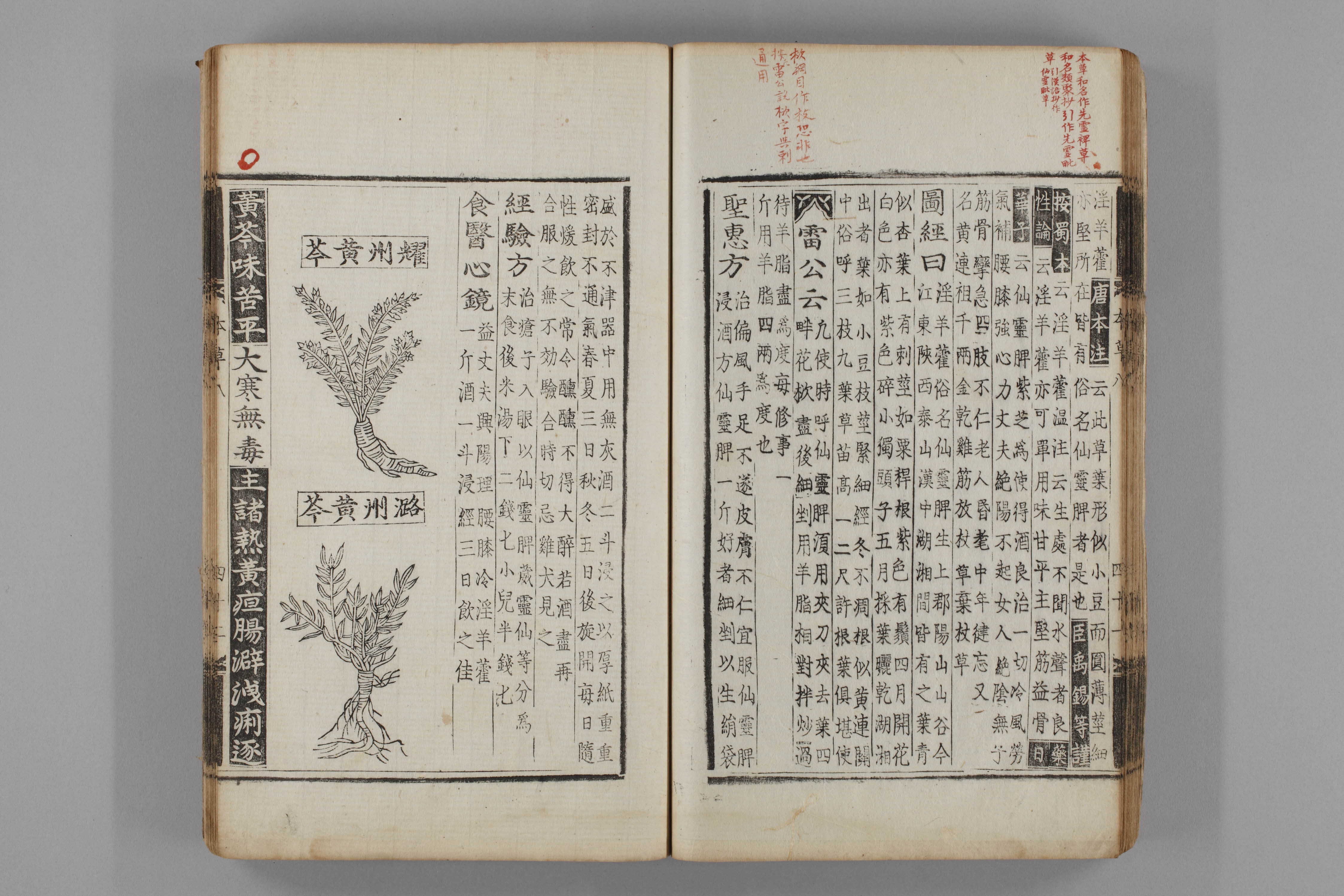 증류본초 황금 0009-0043_황금.jpg