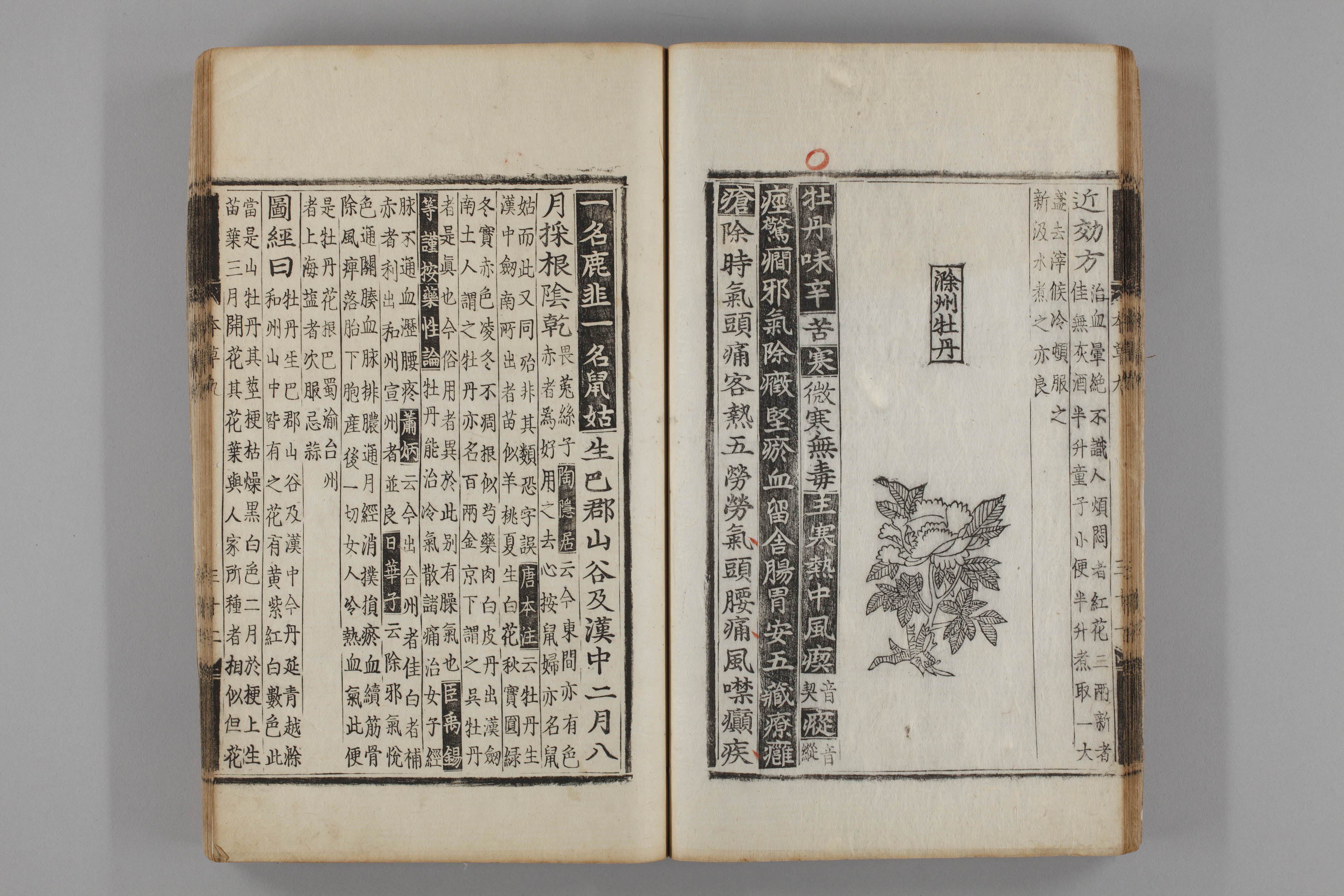 증류본초 목단피 0010-0033_목단.jpg