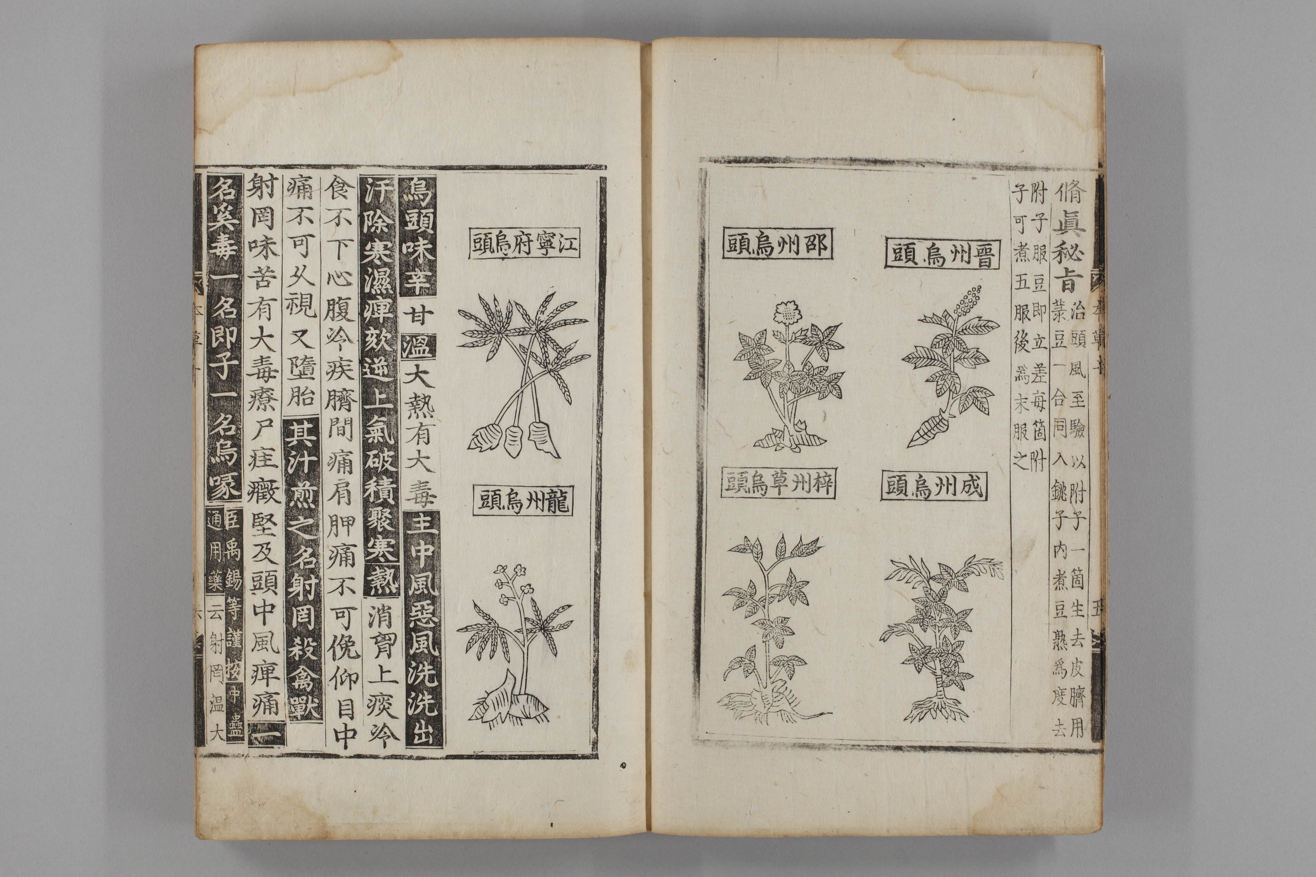 증류본초 부자 0011-0007_오두.jpg