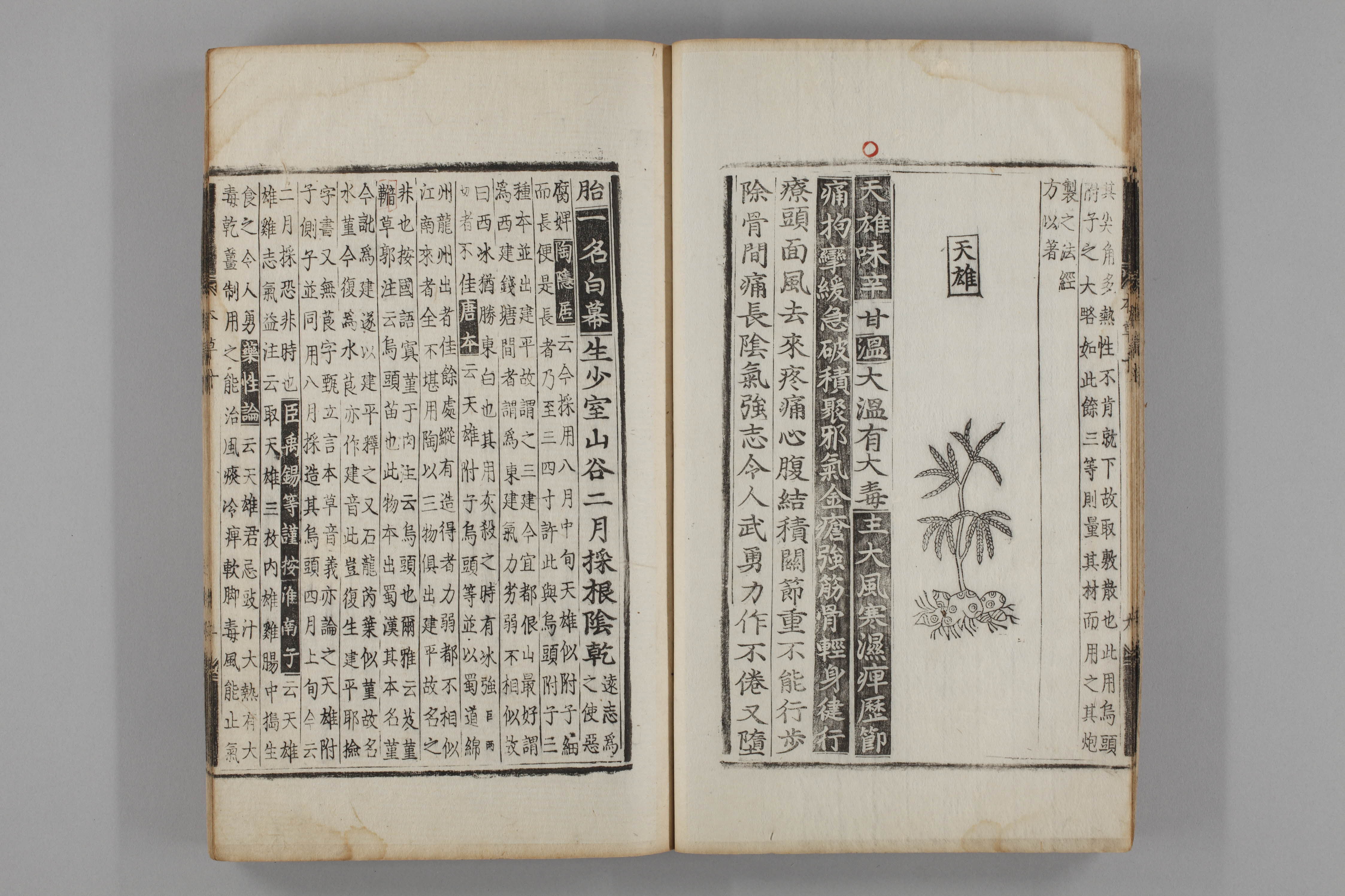 증류본초 부자 0011-0011_천웅.jpg