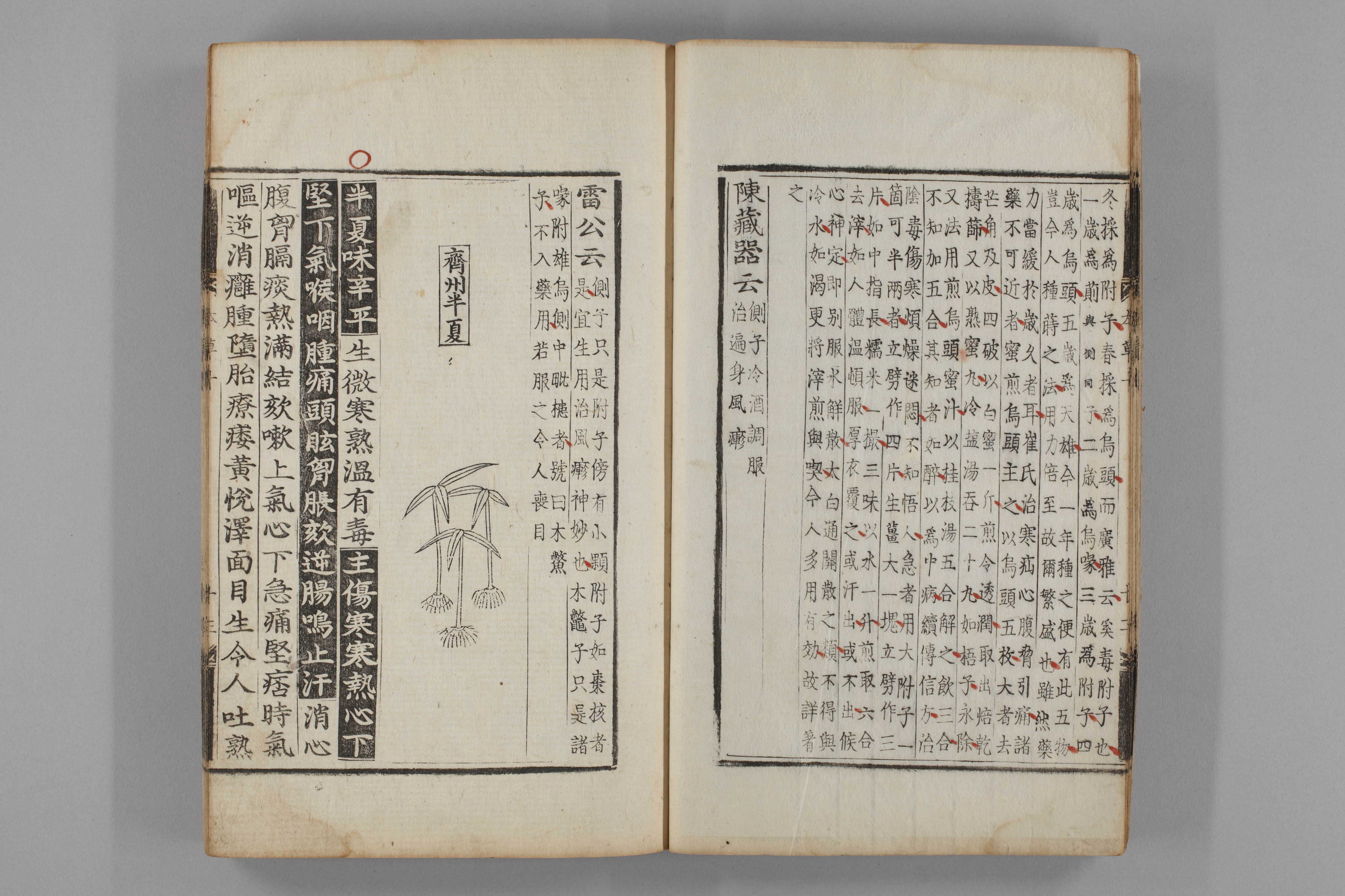 증류본초 반하 0011-0014_반하.jpg