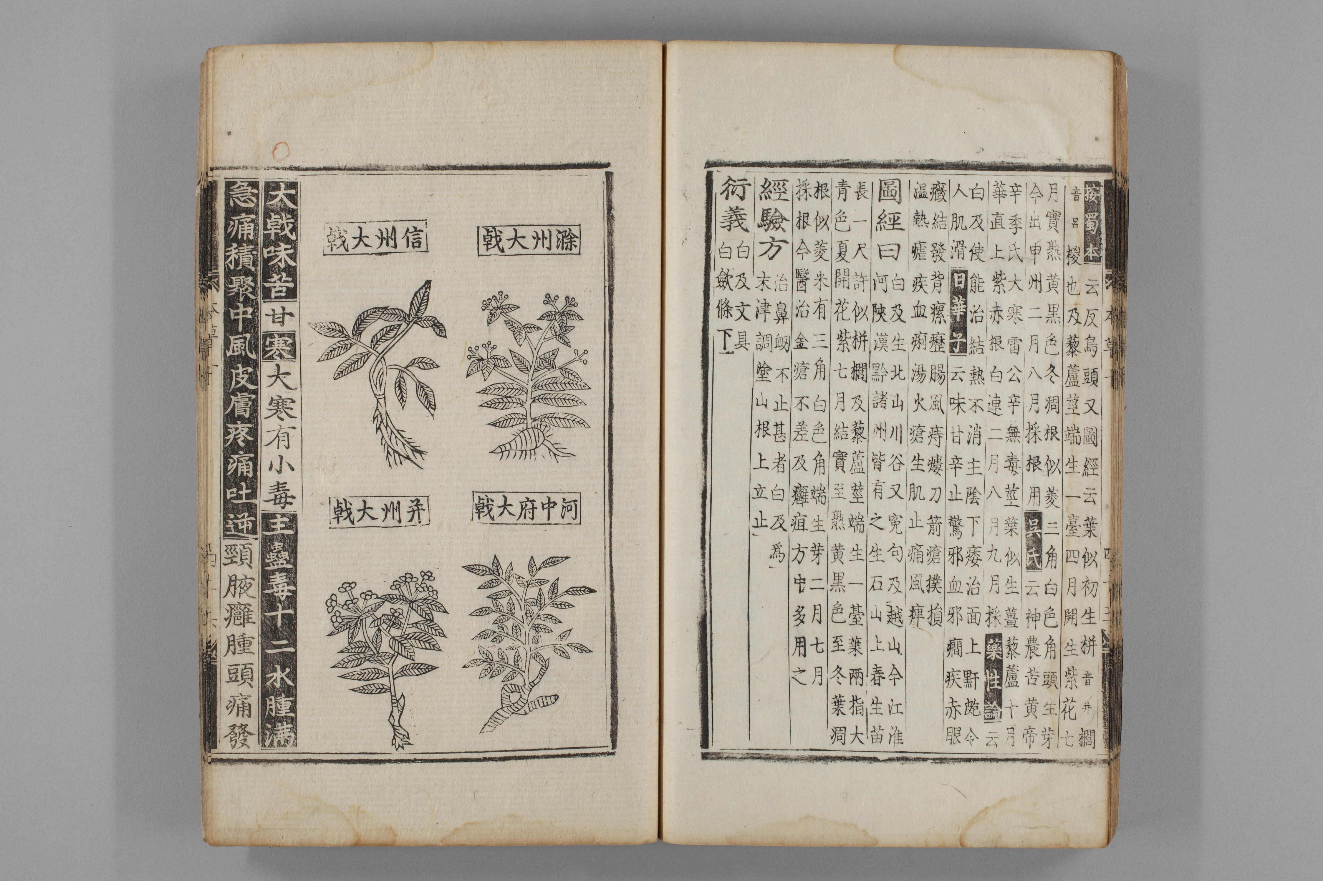 증류본초 대극 0011-0047_대극.jpg