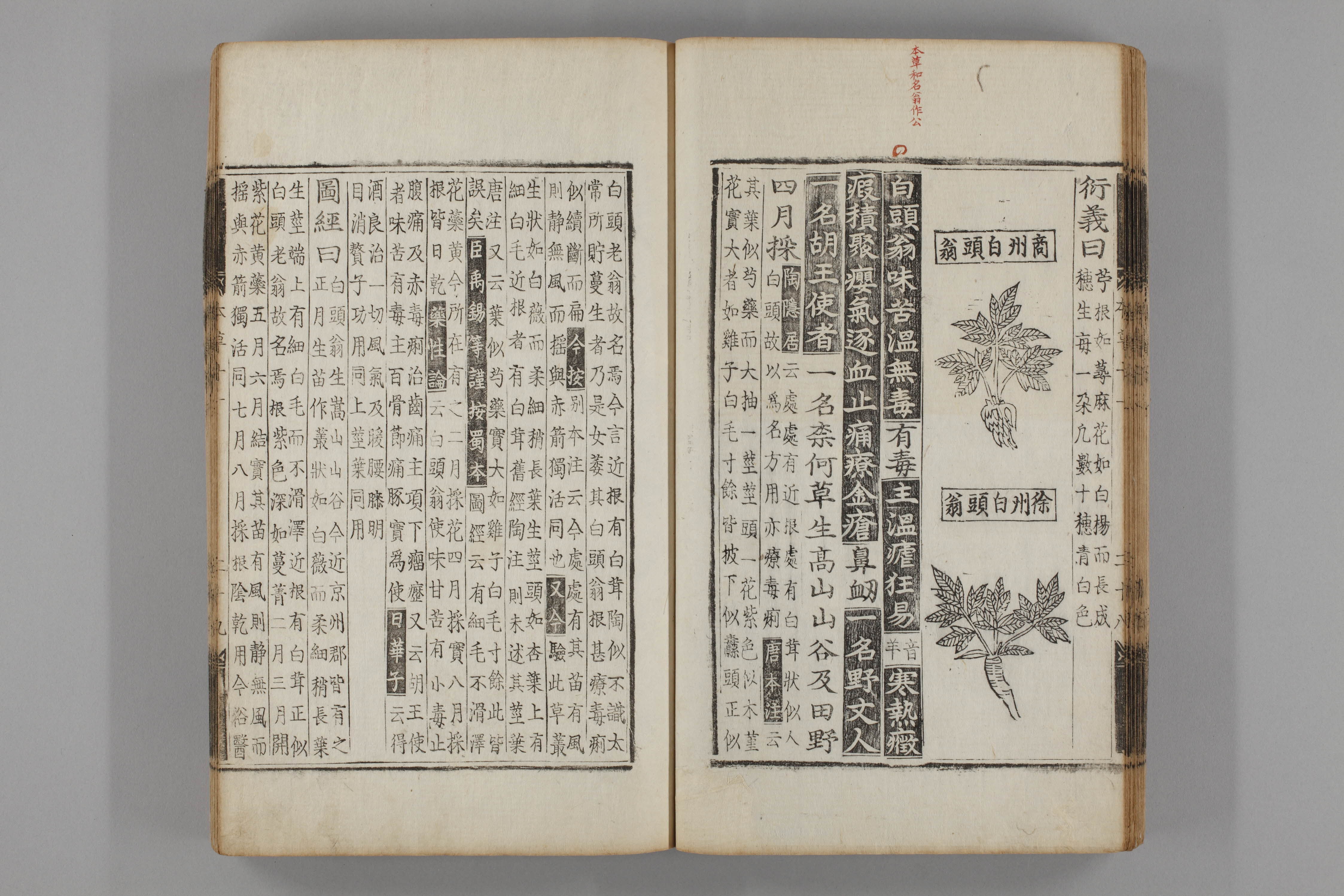 증류본초 백두옹 0012-0030_백두옹.jpg