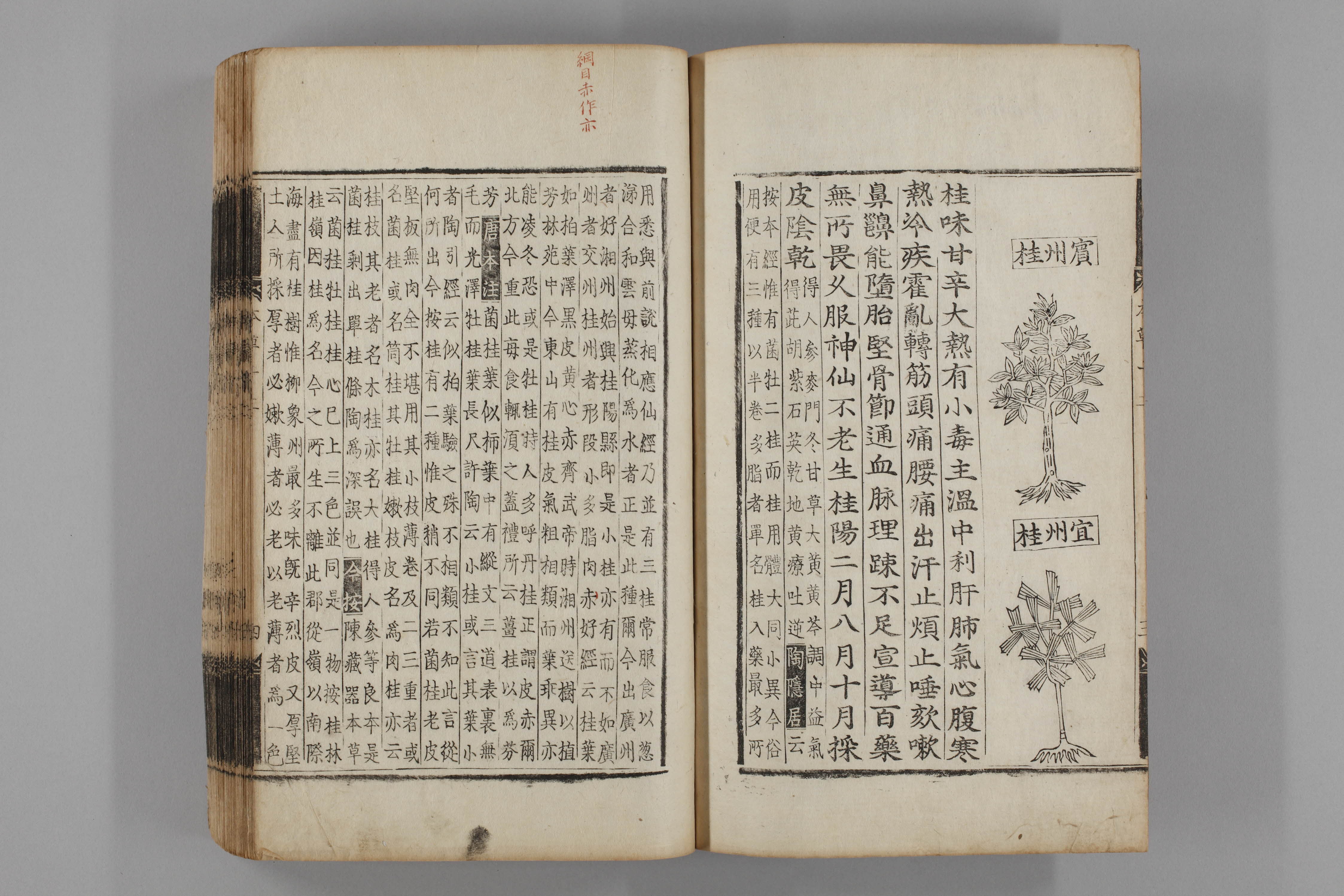 증류본초 계지 0013-0005_계지2.jpg