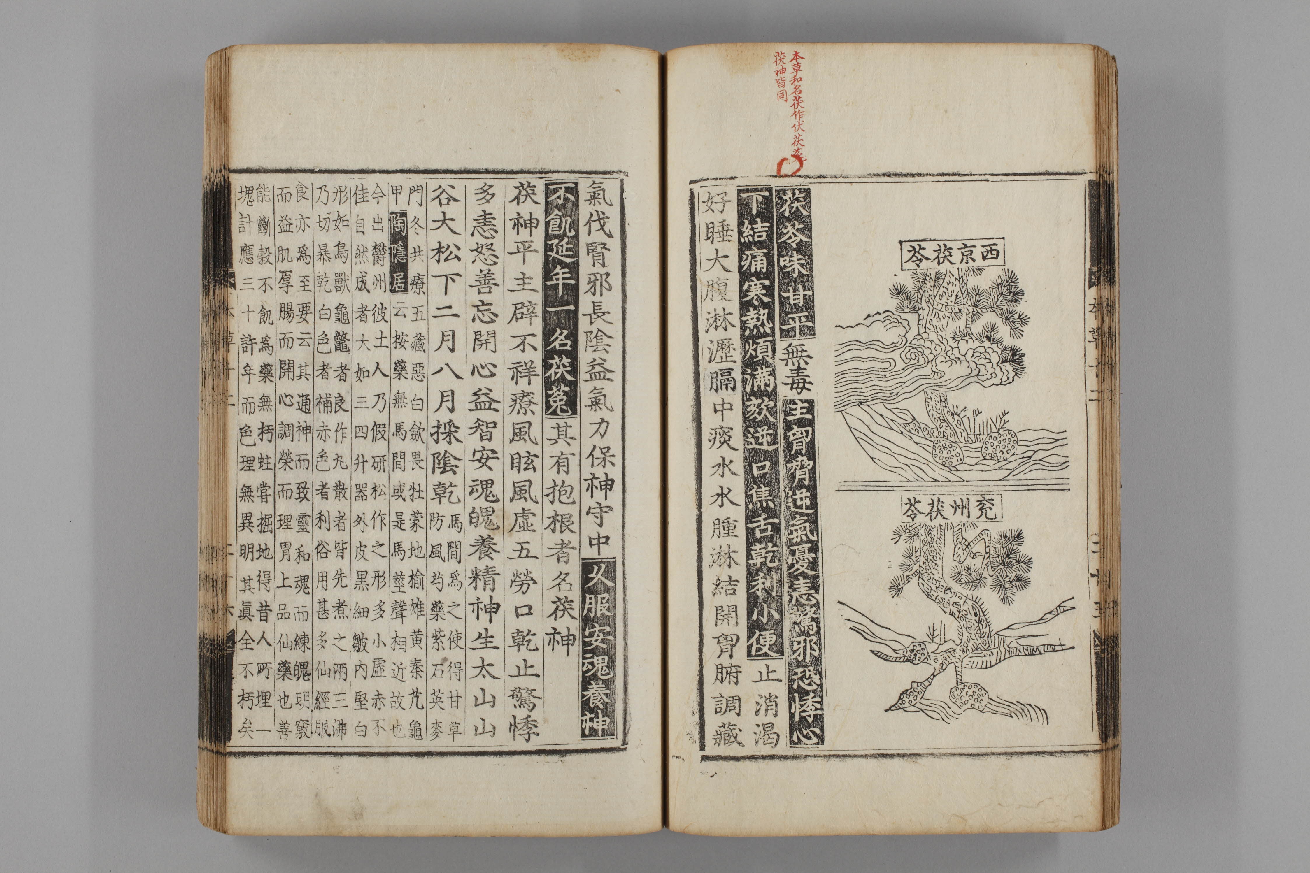 증류본초 복령 0013-0027_복령.jpg