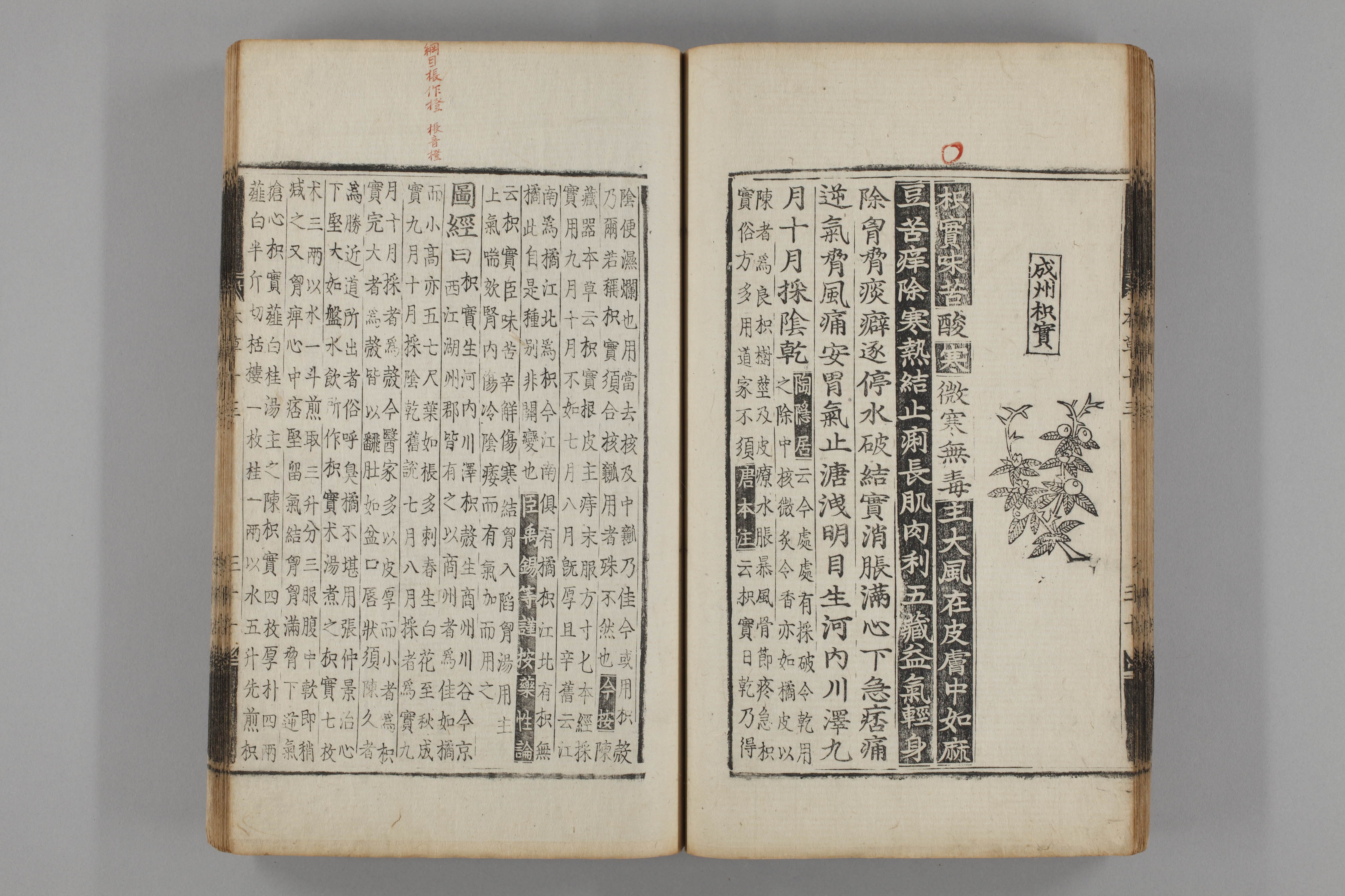 증류본초 지실 0014-0032_지실.jpg