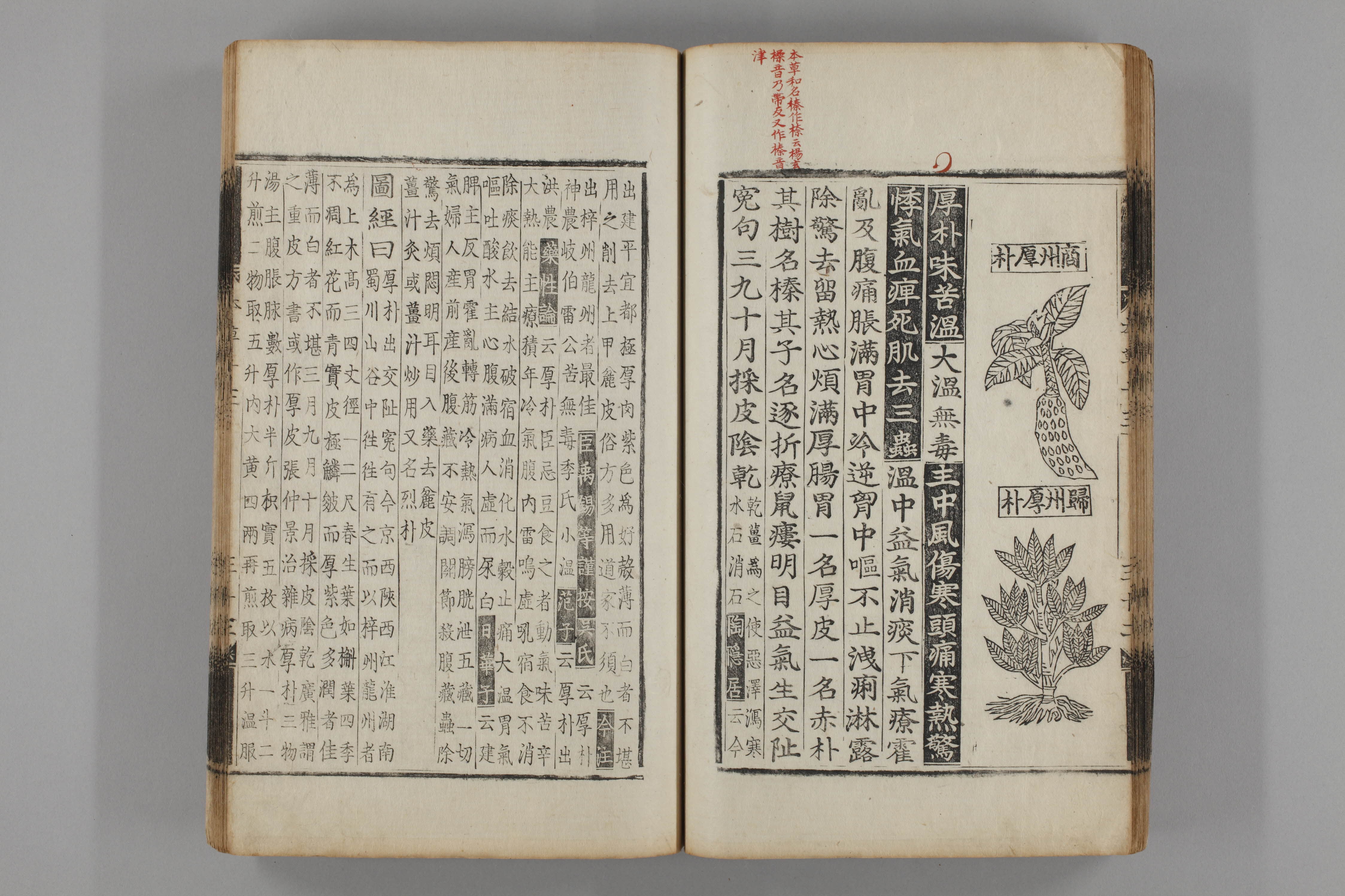 증류본초 후박 0014-0034_후박.jpg