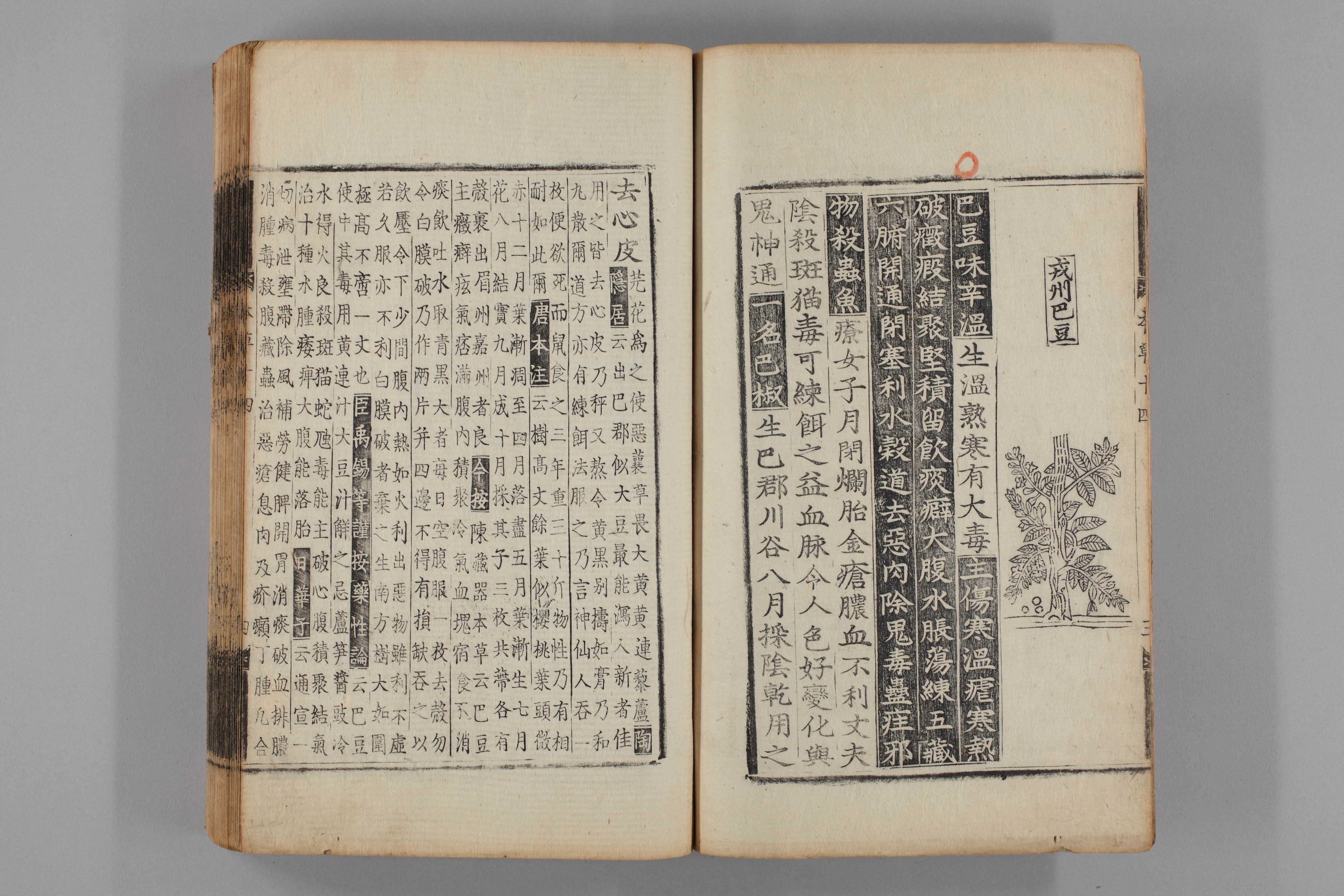 증류본초 파두 0015-0005_파두.jpg