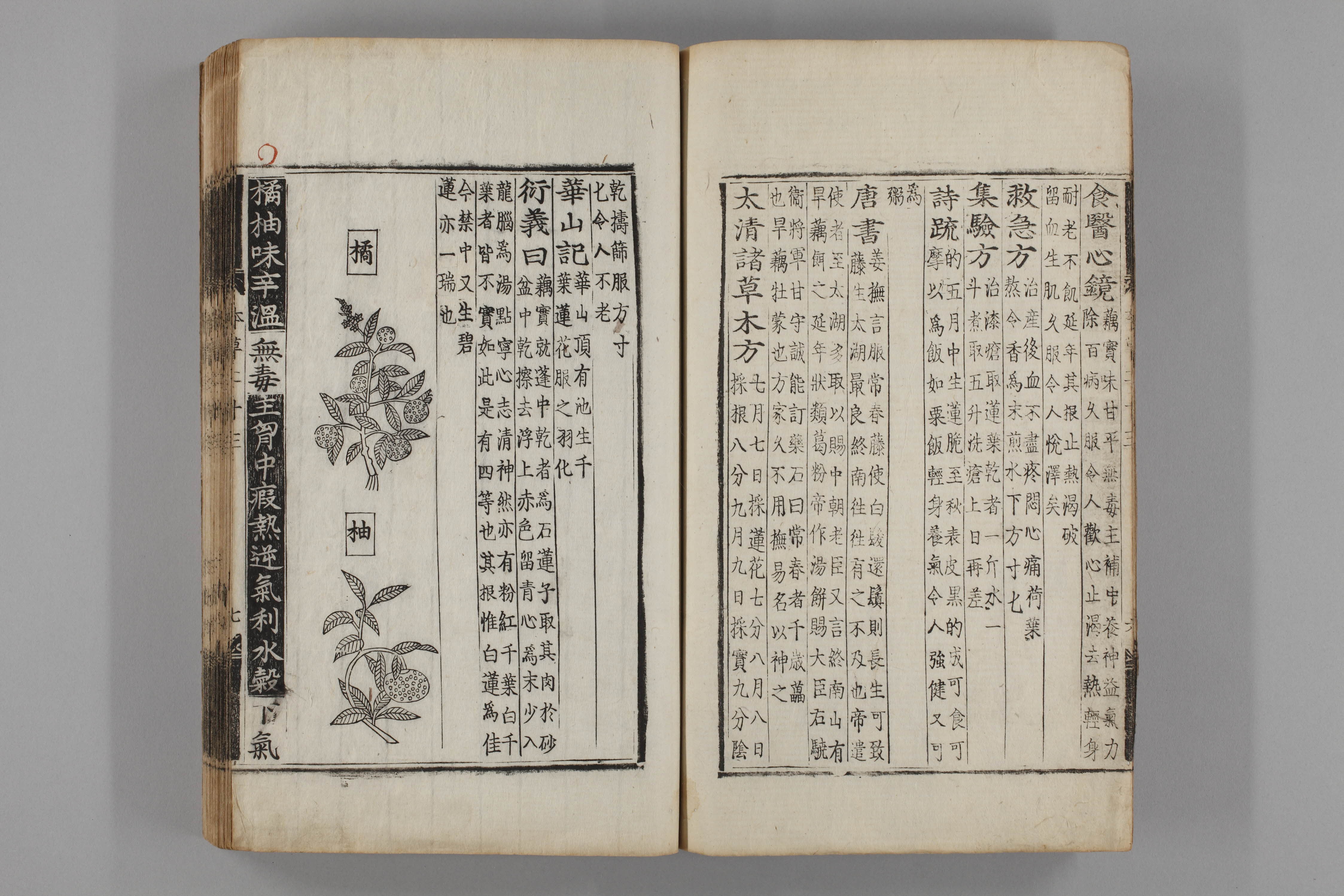 증류본초 귤피 0021-0008_귤피.jpg