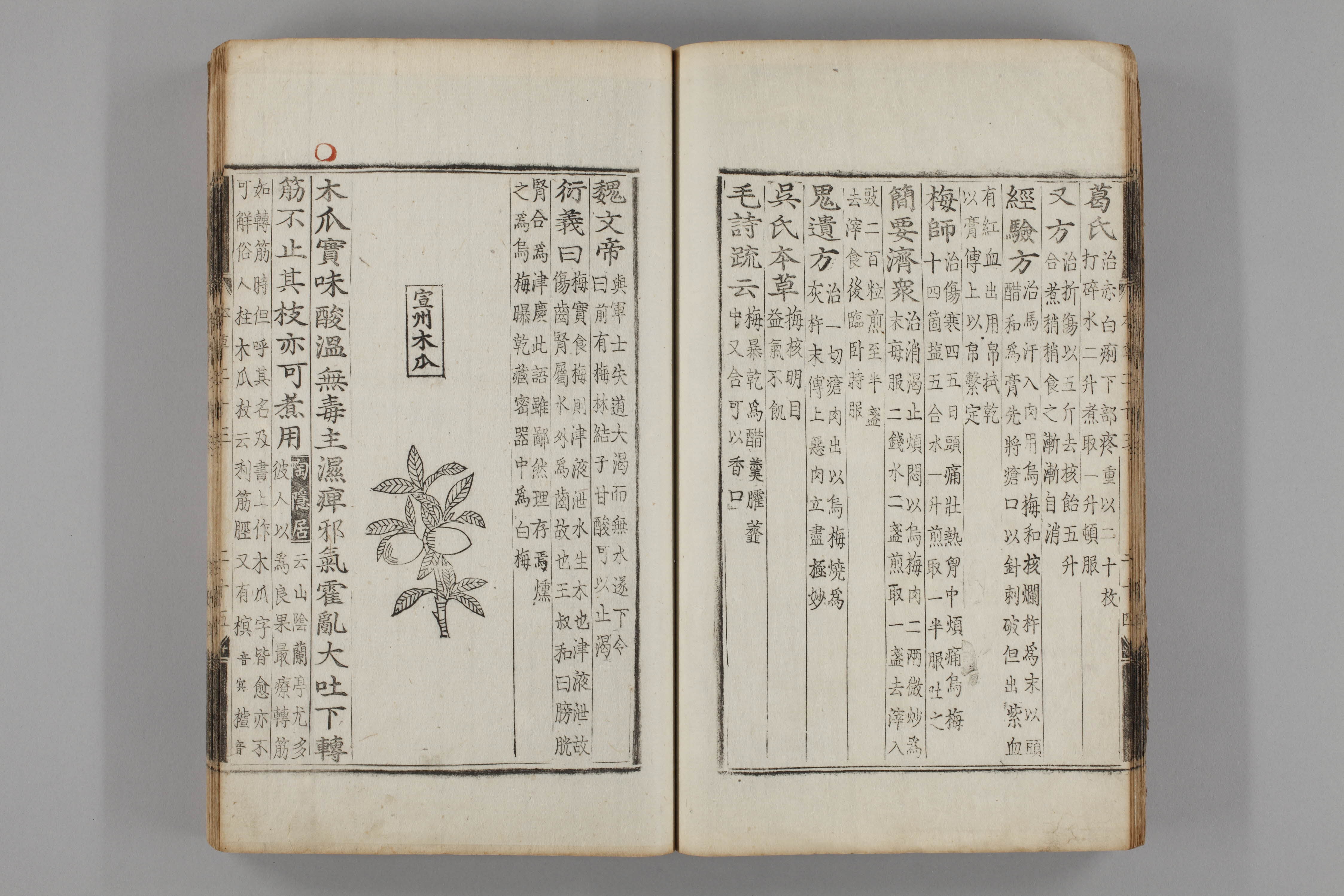 증류본초 모과 0021-0026_모과.jpg