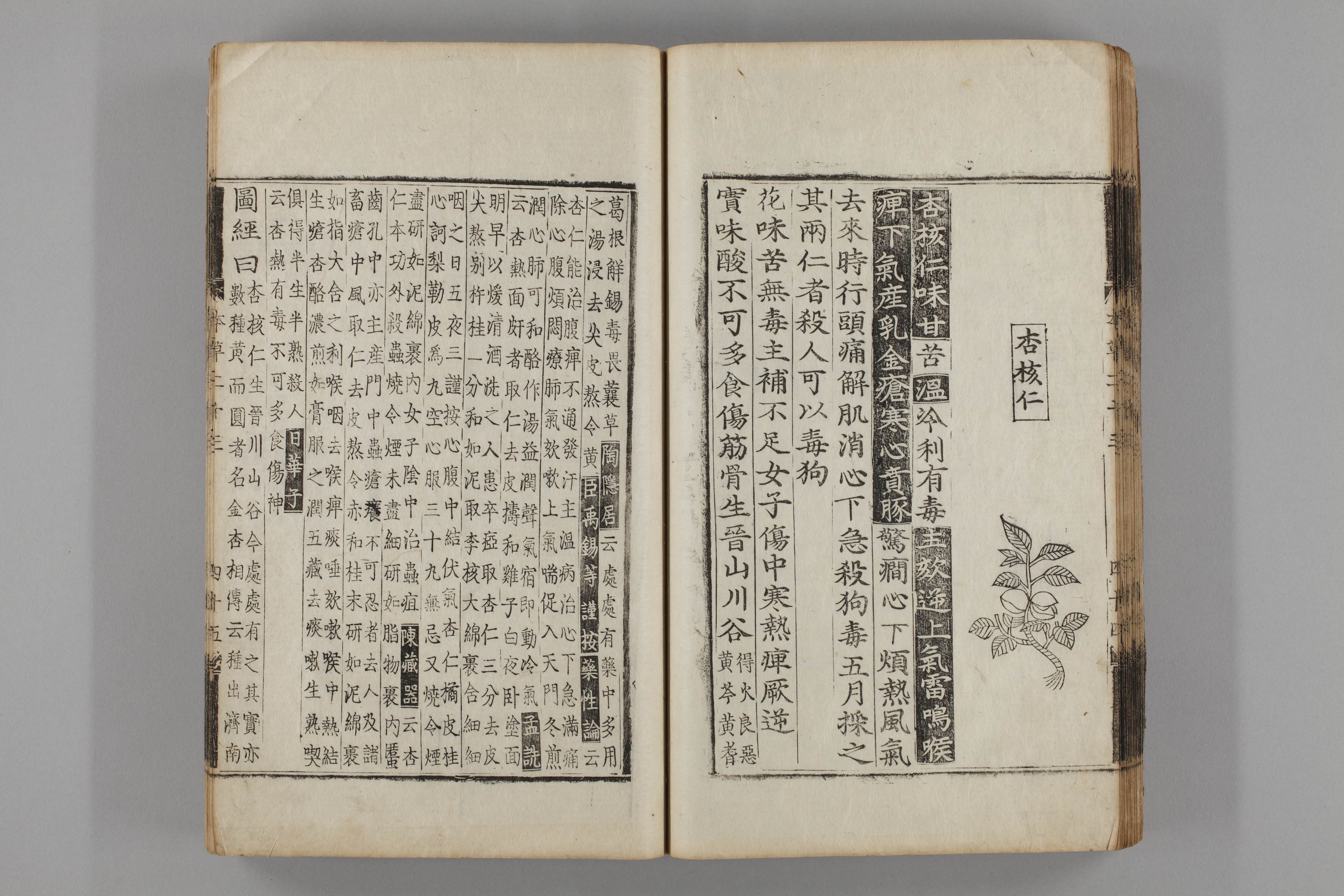 증류본초 행인 0021-0046_행핵인.jpg