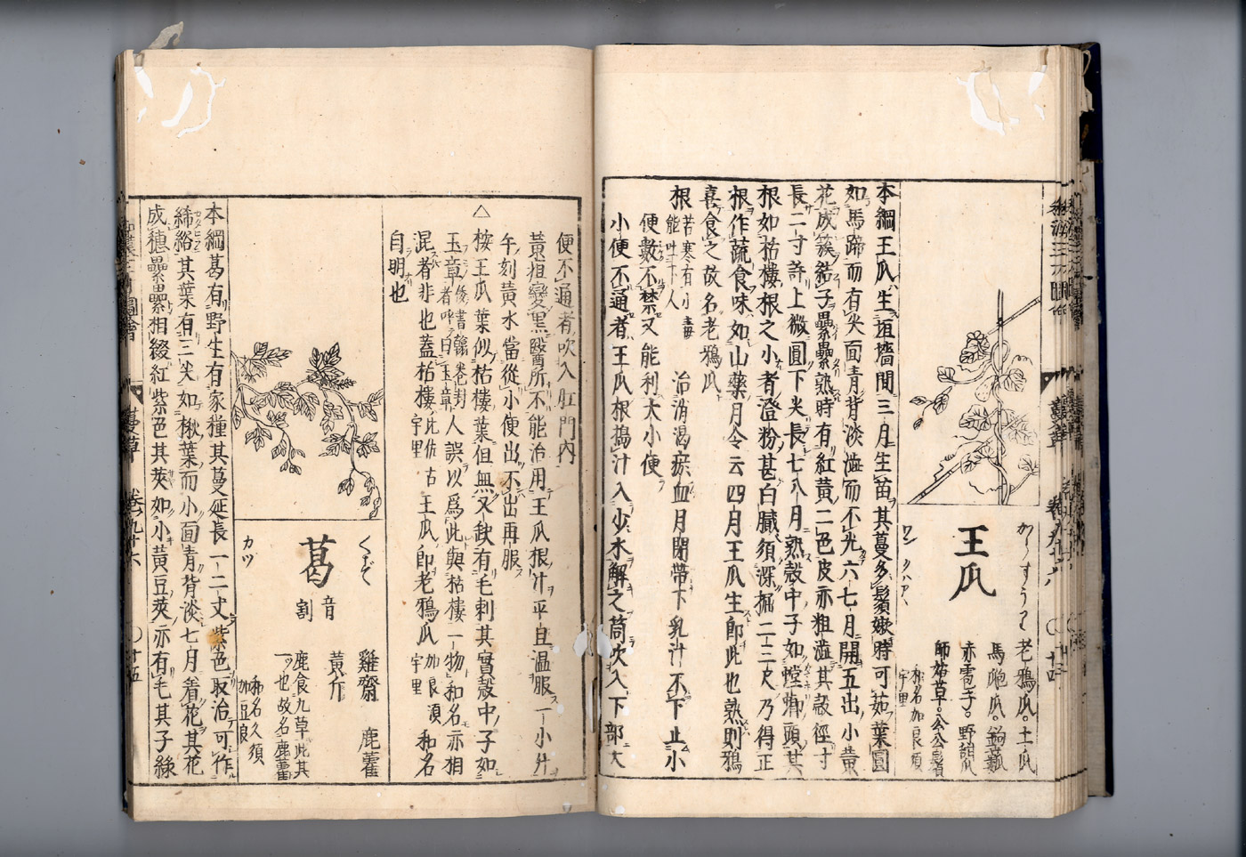 화한삼재도회 갈근 갈근1.jpg