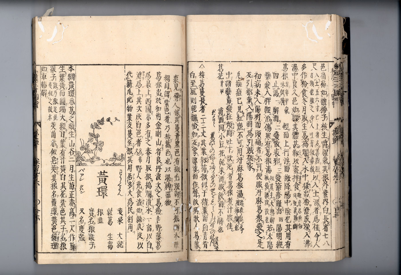 화한삼재도회 갈근 갈근2.jpg