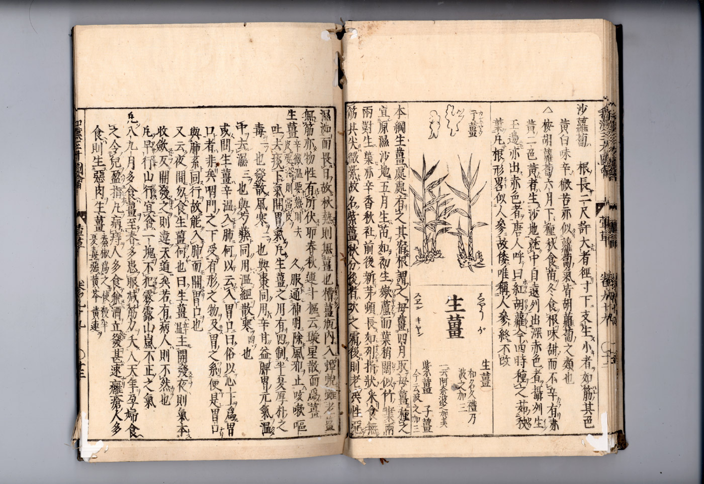 화한삼재도회 생강 건강1.jpg