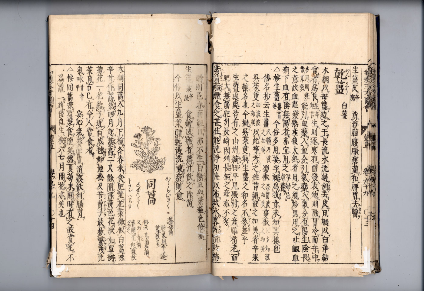 화한삼재도회 생강 건강2.jpg