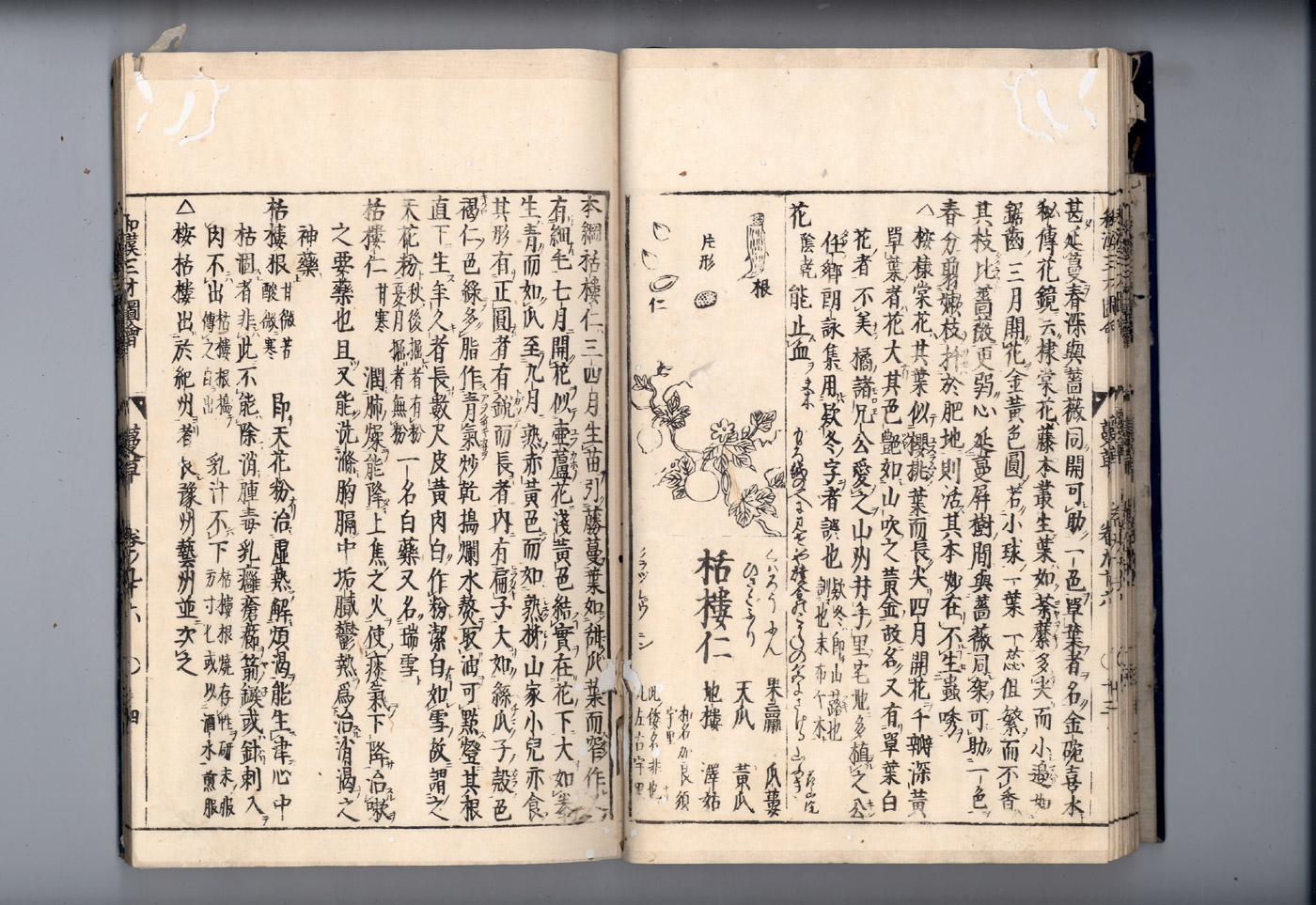 화한삼재도회 과루근 과루실.jpg