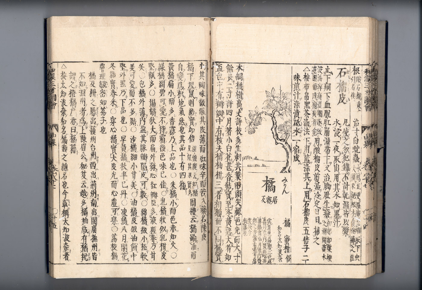 화한삼재도회 귤피 귤피1.jpg