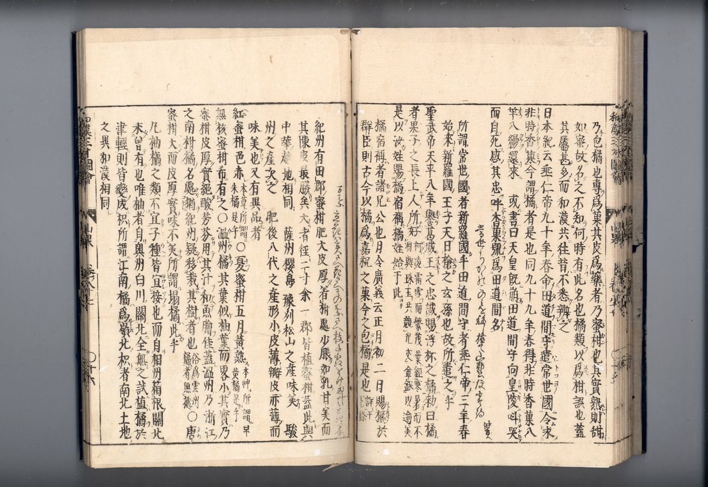 화한삼재도회 귤피 귤피2.jpg