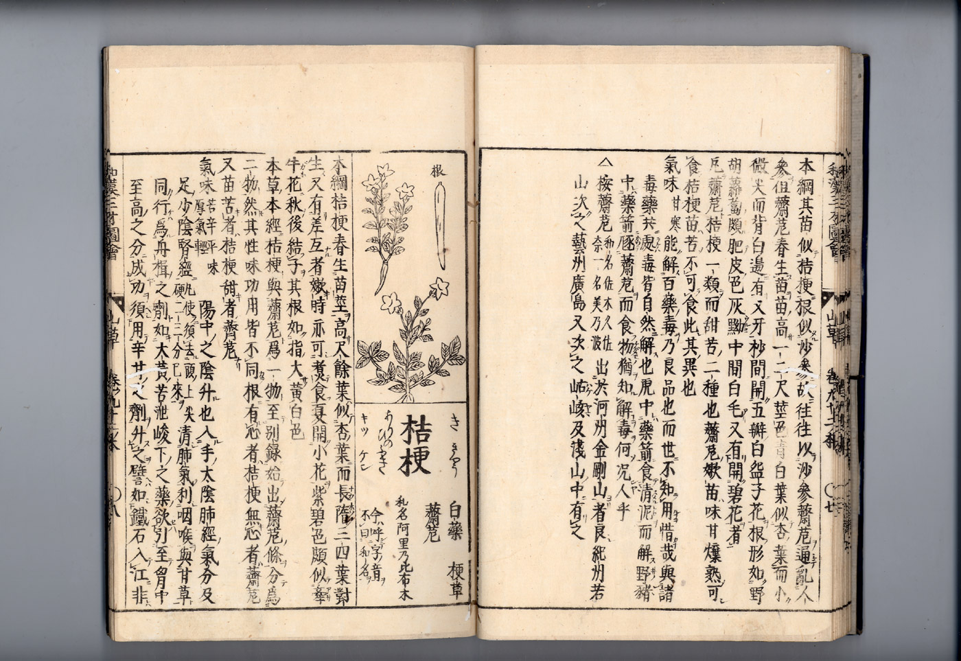 화한삼재도회 길경 길경1.jpg