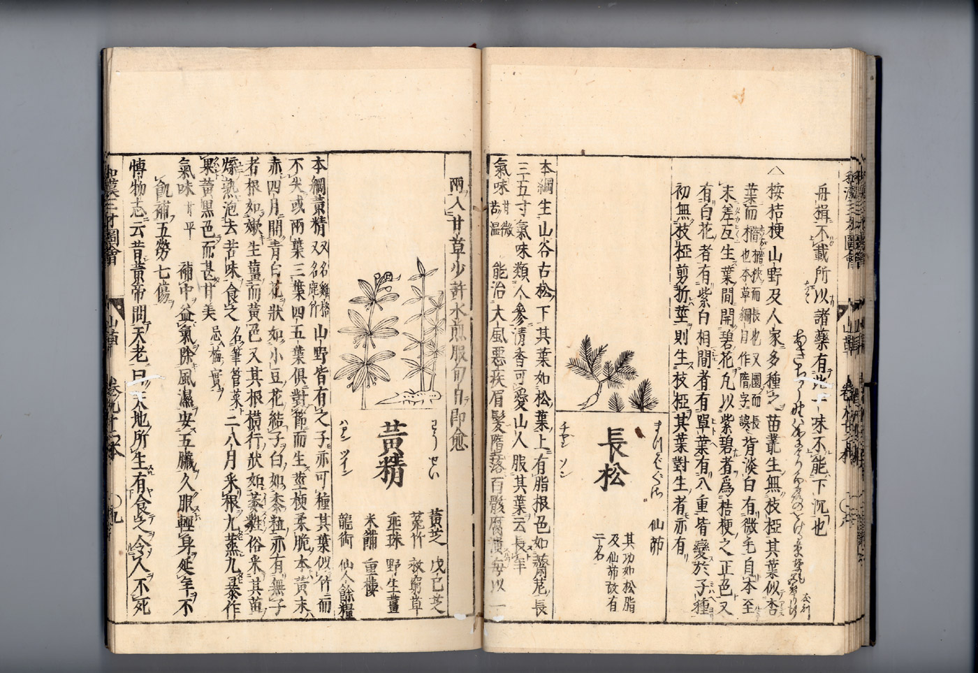 화한삼재도회 길경 길경2.jpg