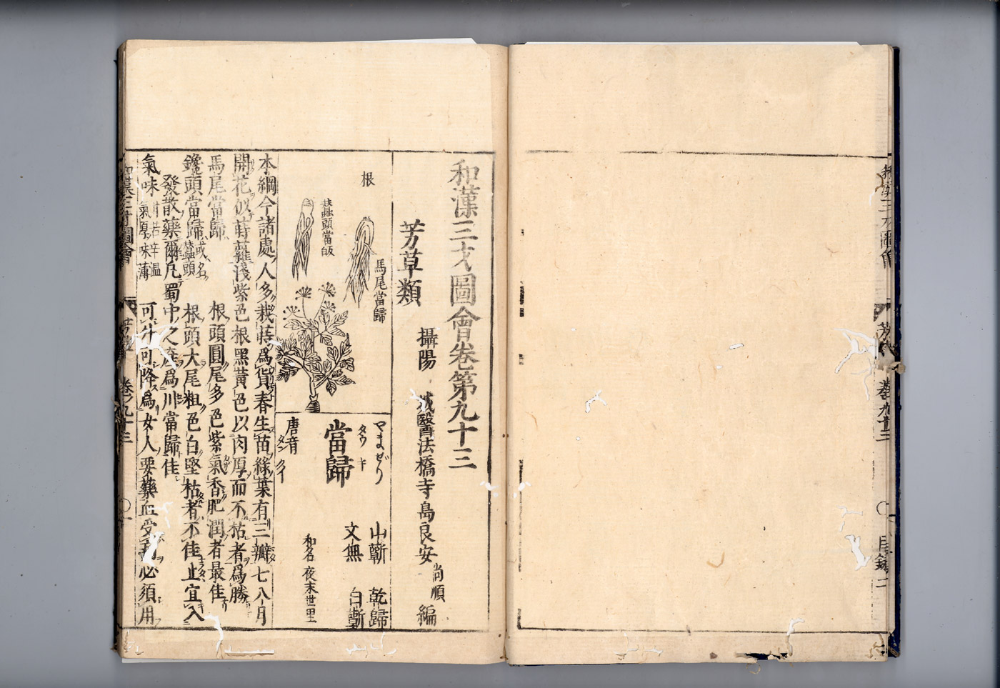 화한삼재도회 당귀 당귀1.jpg