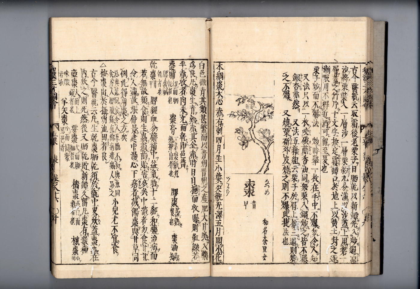 화한삼재도회 대조 대조1.jpg