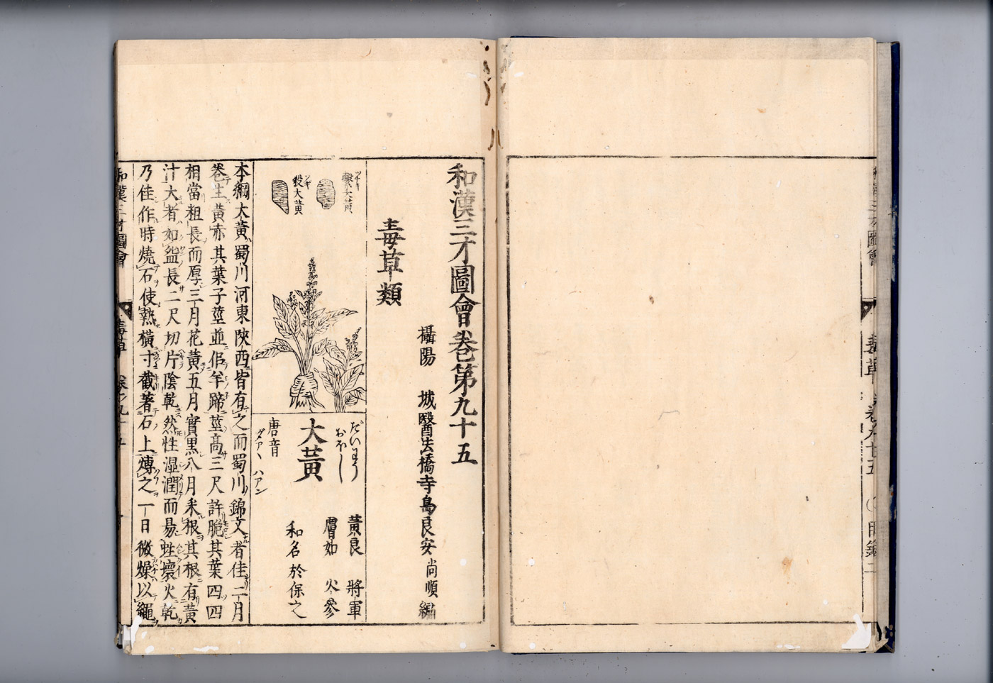 화한삼재도회 대황 대황1.jpg