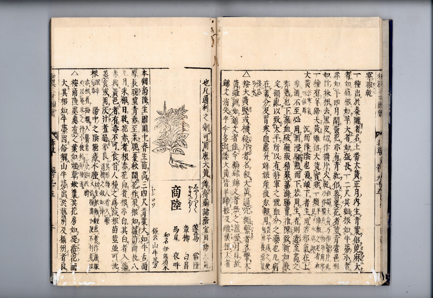 화한삼재도회 대황 대황2.jpg