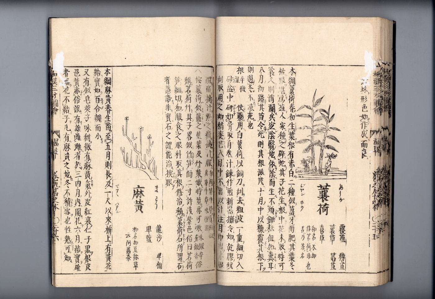 화한삼재도회 마황 마황1.jpg