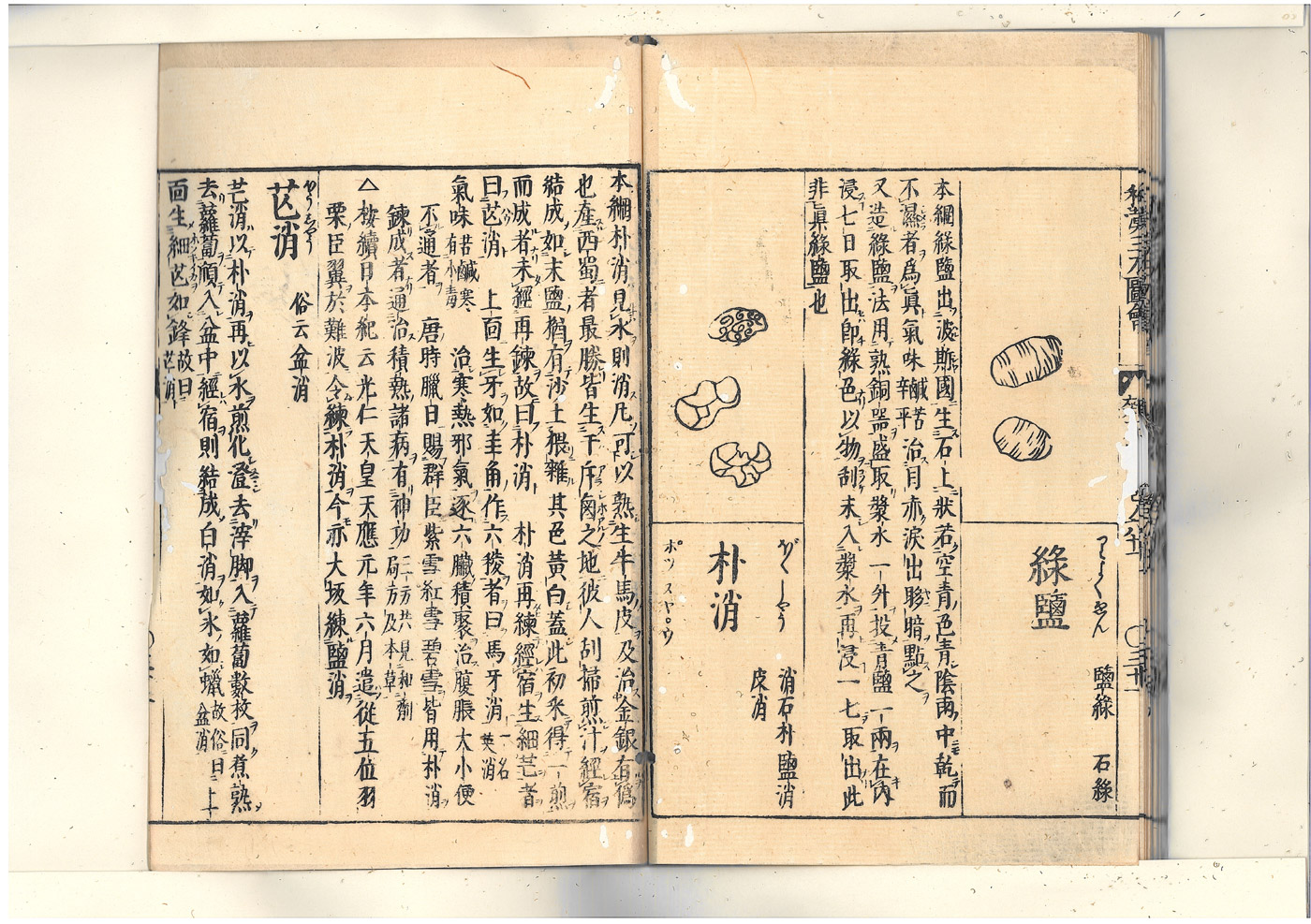 화한삼재도회 망초 망초1.jpg