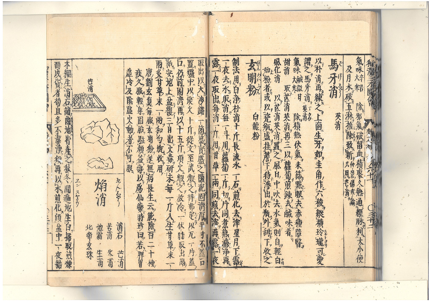 화한삼재도회 망초 망초2.jpg