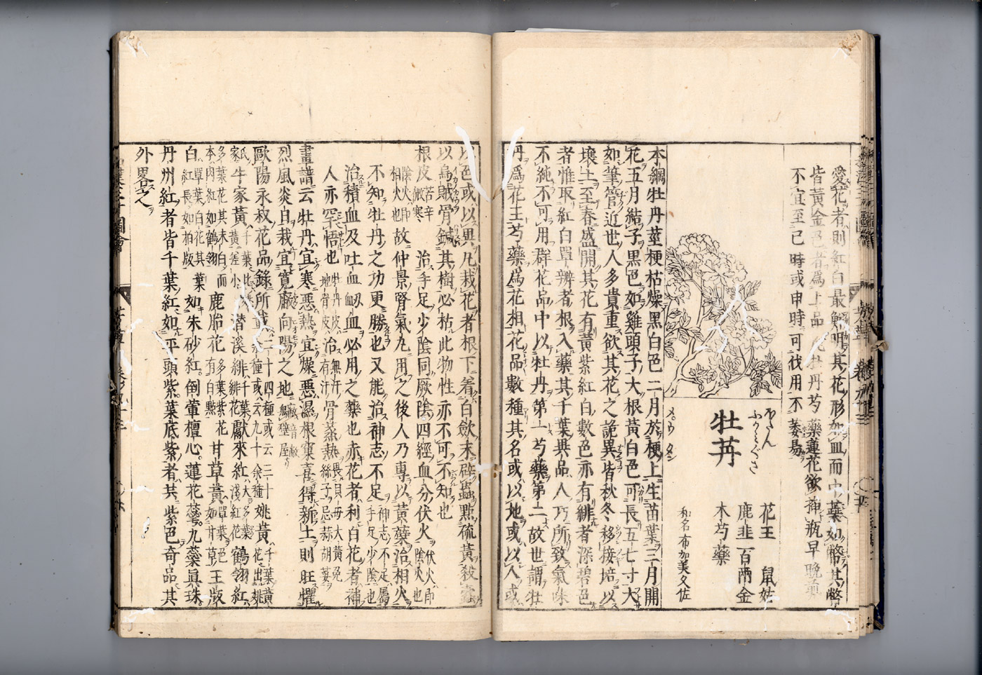 화한삼재도회 목단피 목단1.jpg